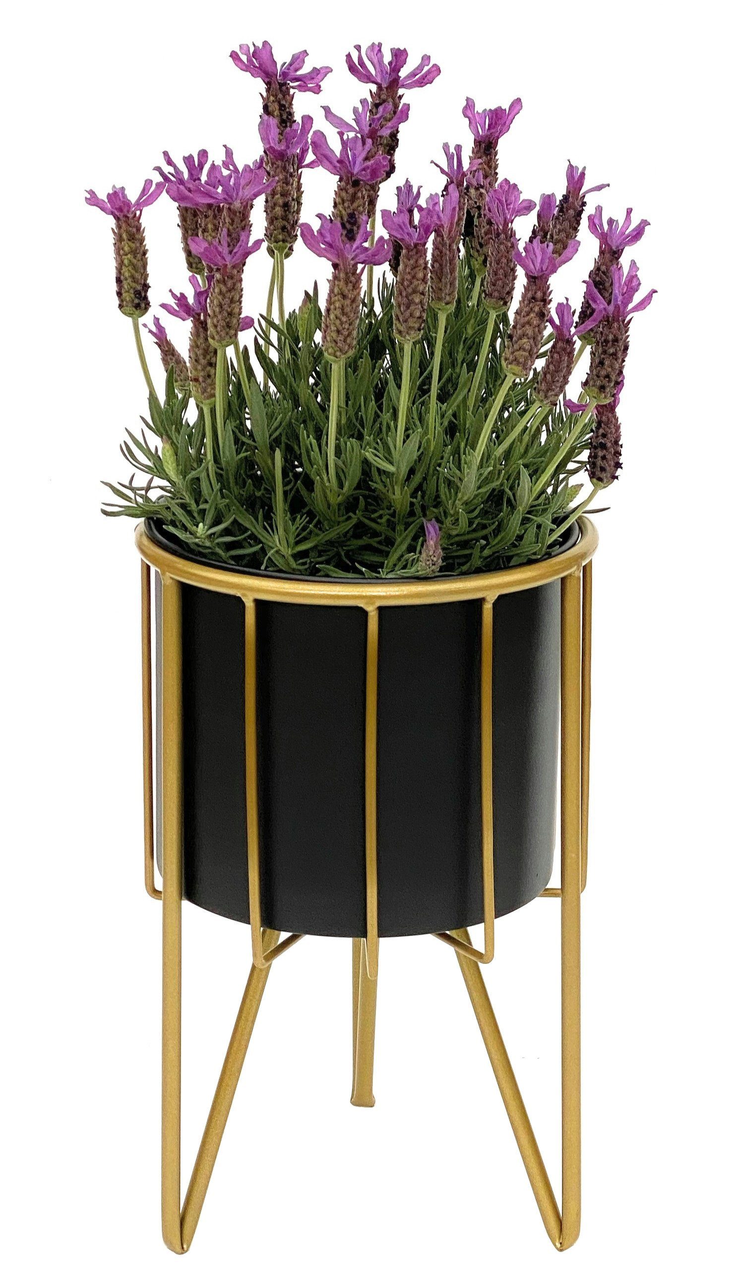 DanDiBo Blumenhocker mit Topf Metall Gold günstig online kaufen