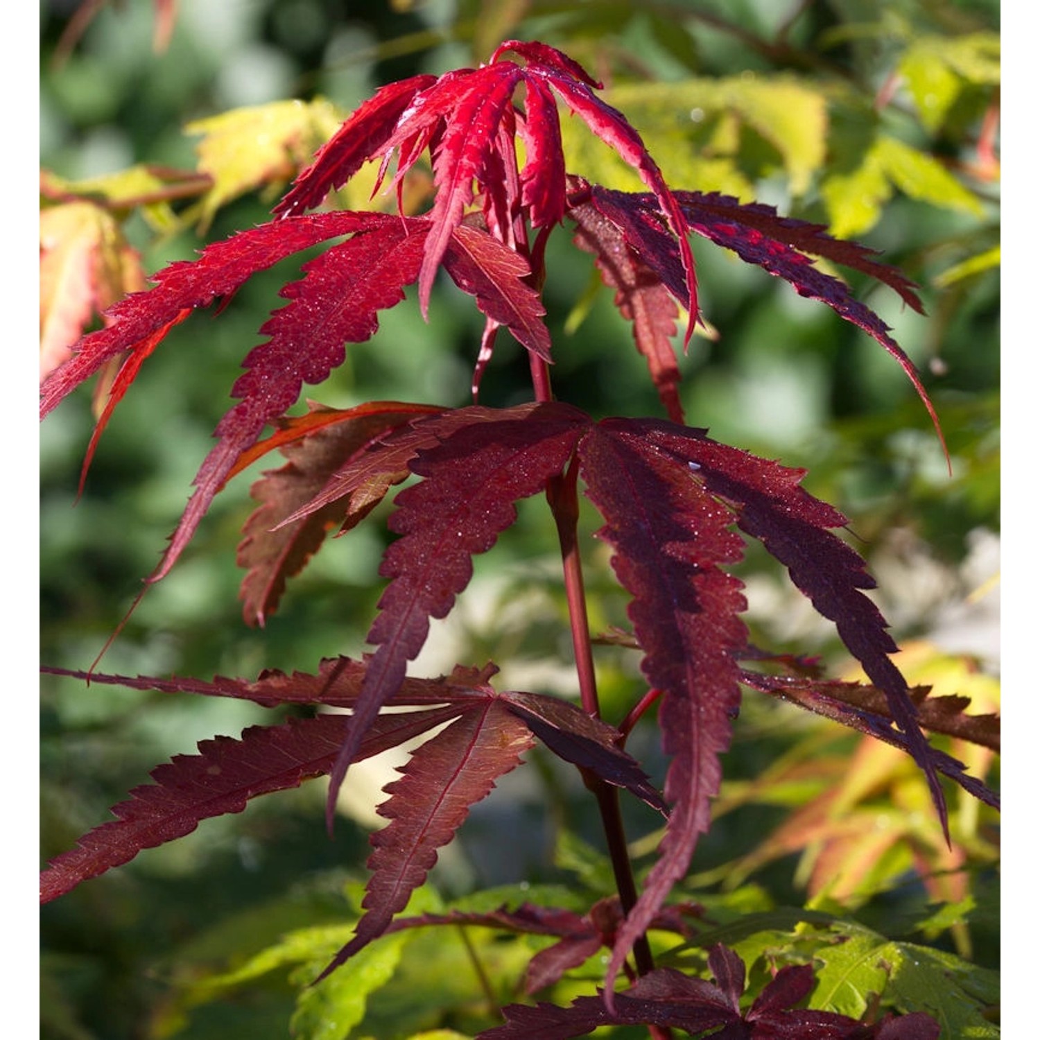 Fächerahorn Red Emperor 60-80cm - Acer palmatum günstig online kaufen