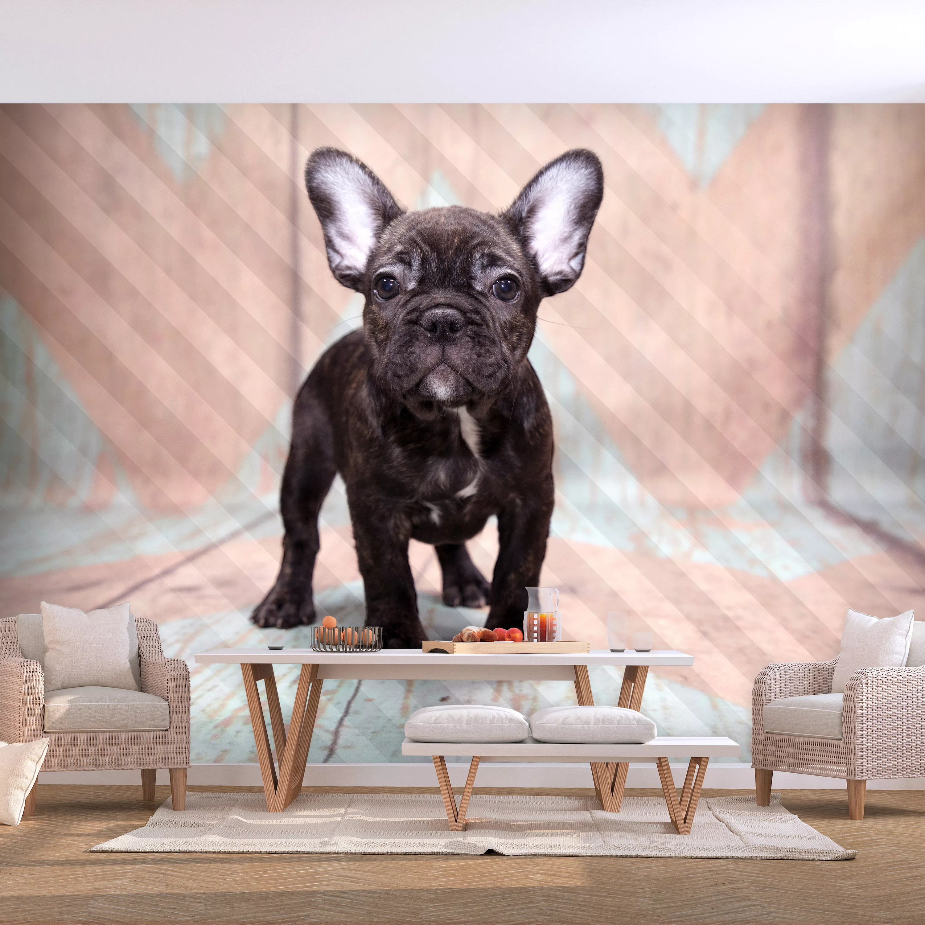Fototapete - French Bulldog günstig online kaufen