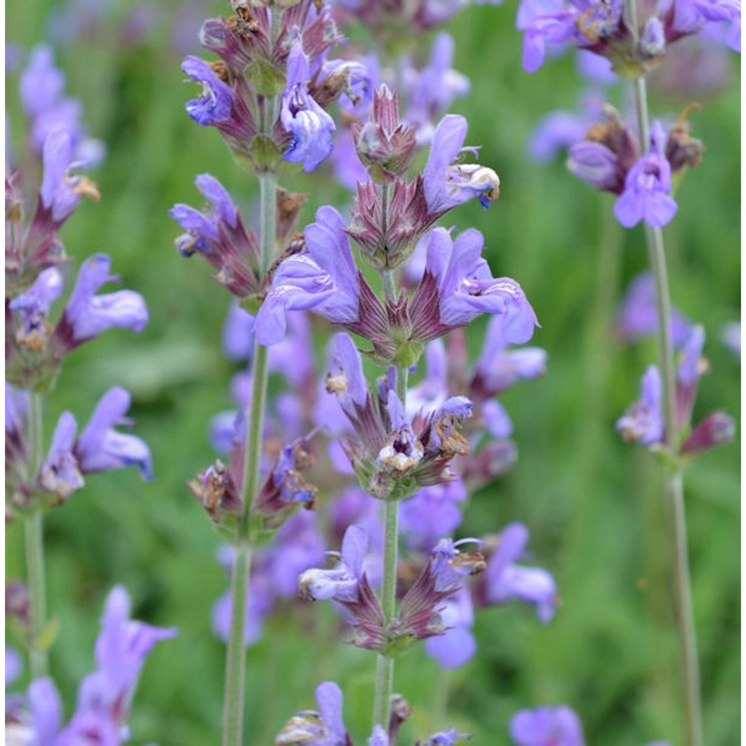 Echter Salbei Grete Stölzle - Salvia officinalis günstig online kaufen