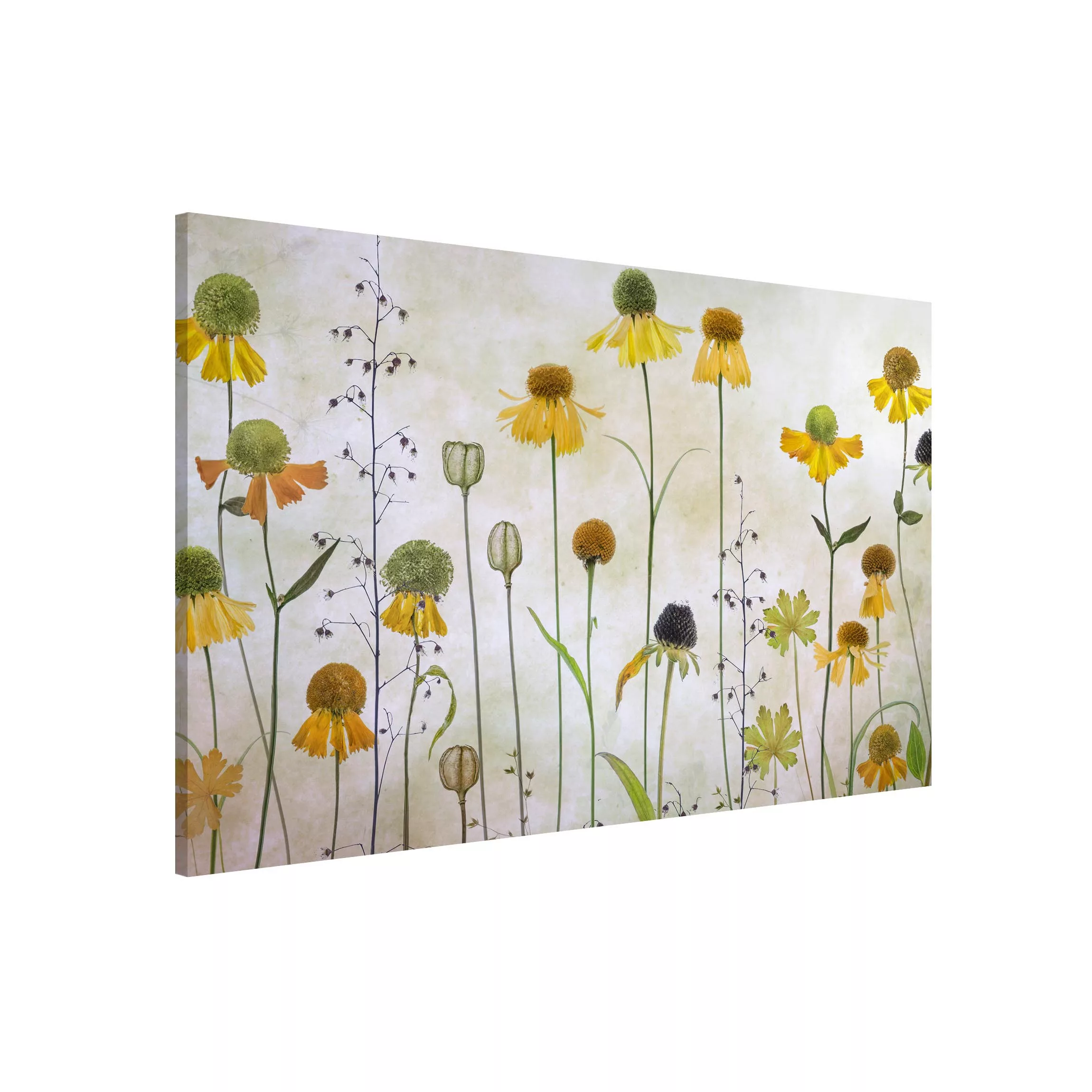 Magnettafel Zarte Helenium Blüten günstig online kaufen