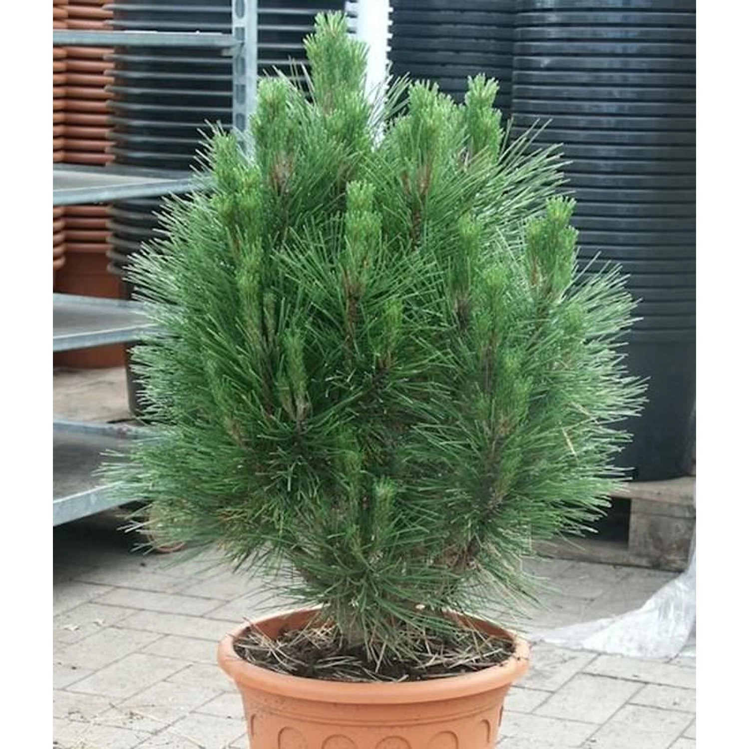 Säulen Schwarzkiefer Kleiner Turm 60-80cm - Pinus nigra günstig online kaufen