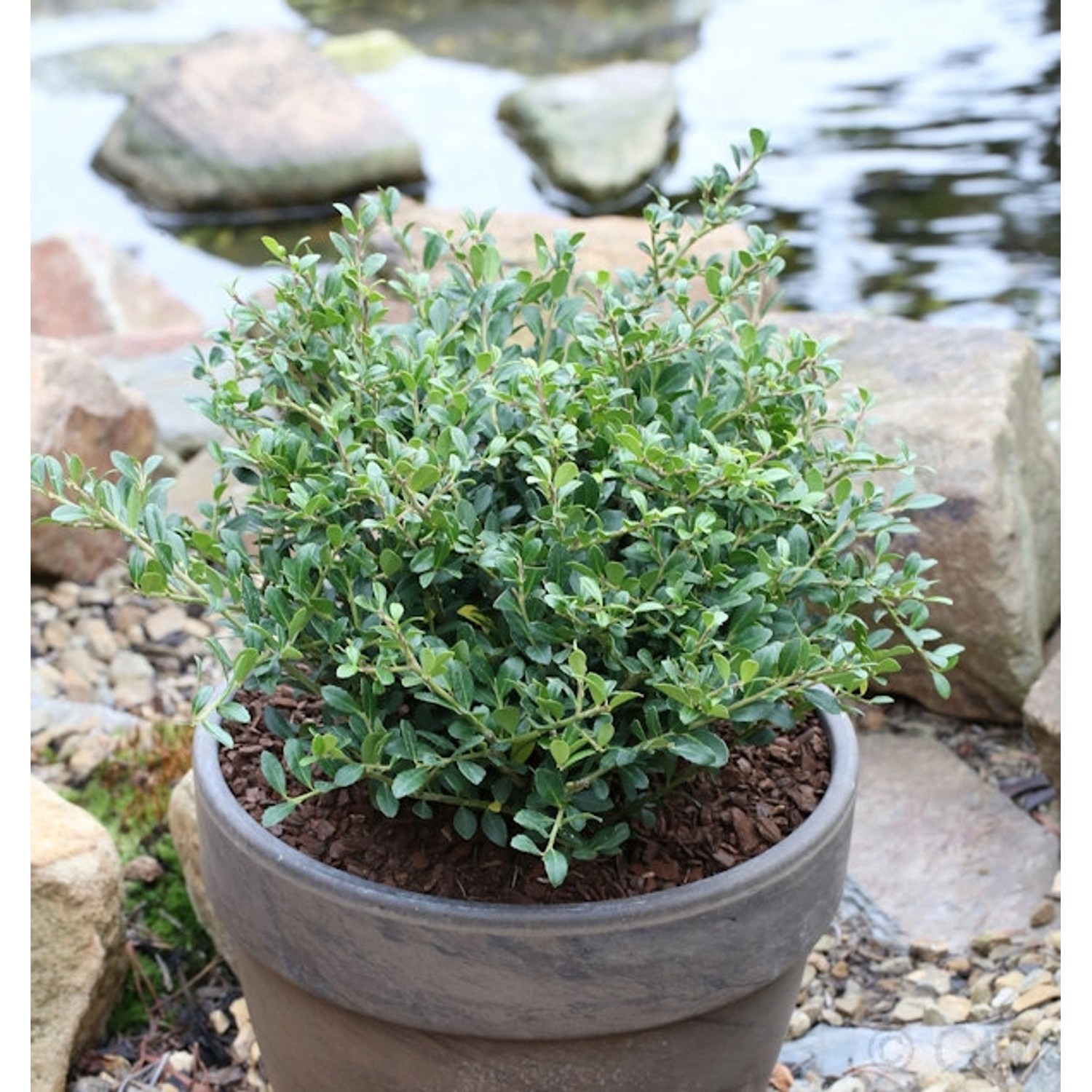 Löffel Ilex Dark Green 30-40cm - Ilex crenata günstig online kaufen