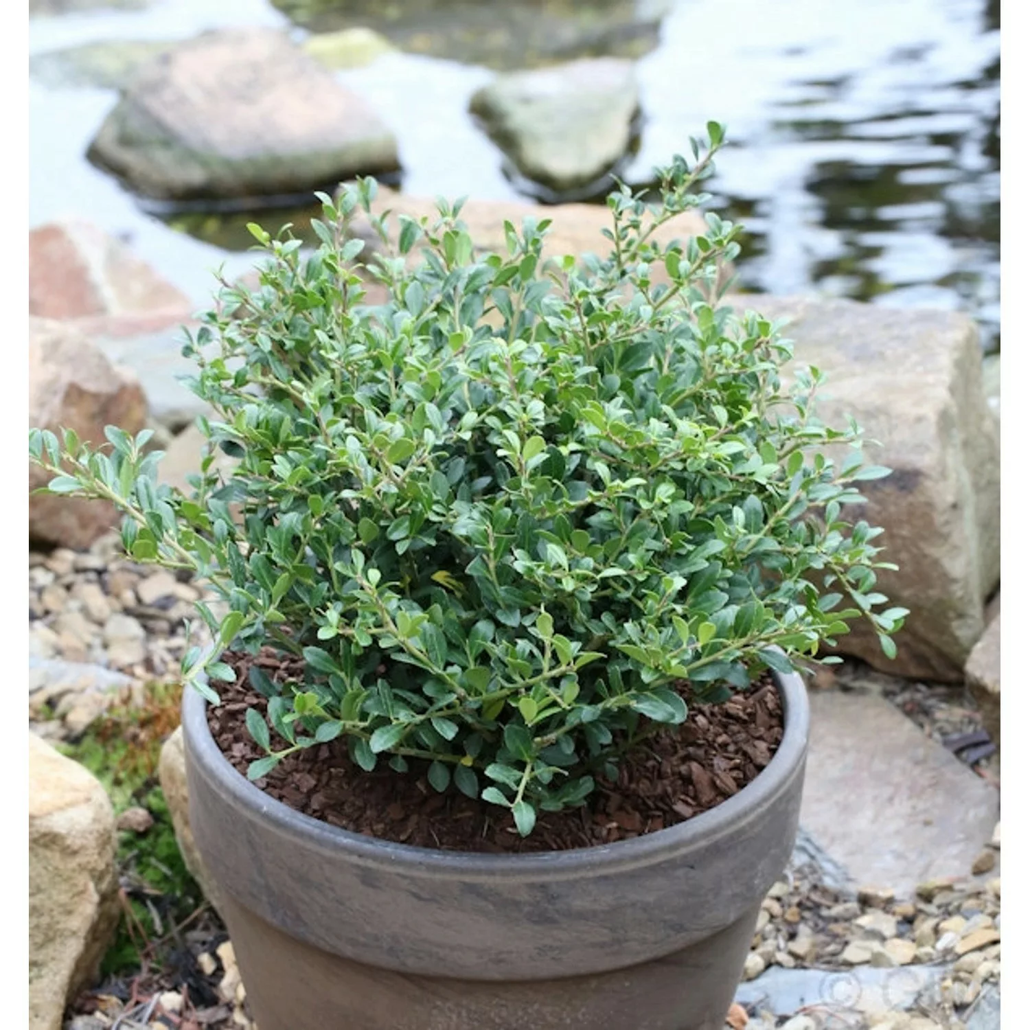 Löffel Ilex Dark Green 20-25cm - Ilex crenata günstig online kaufen