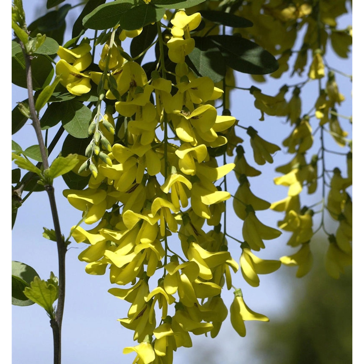 Hochstamm Goldregen Sunspire 80-100cm - Laburnum anagyroides günstig online kaufen