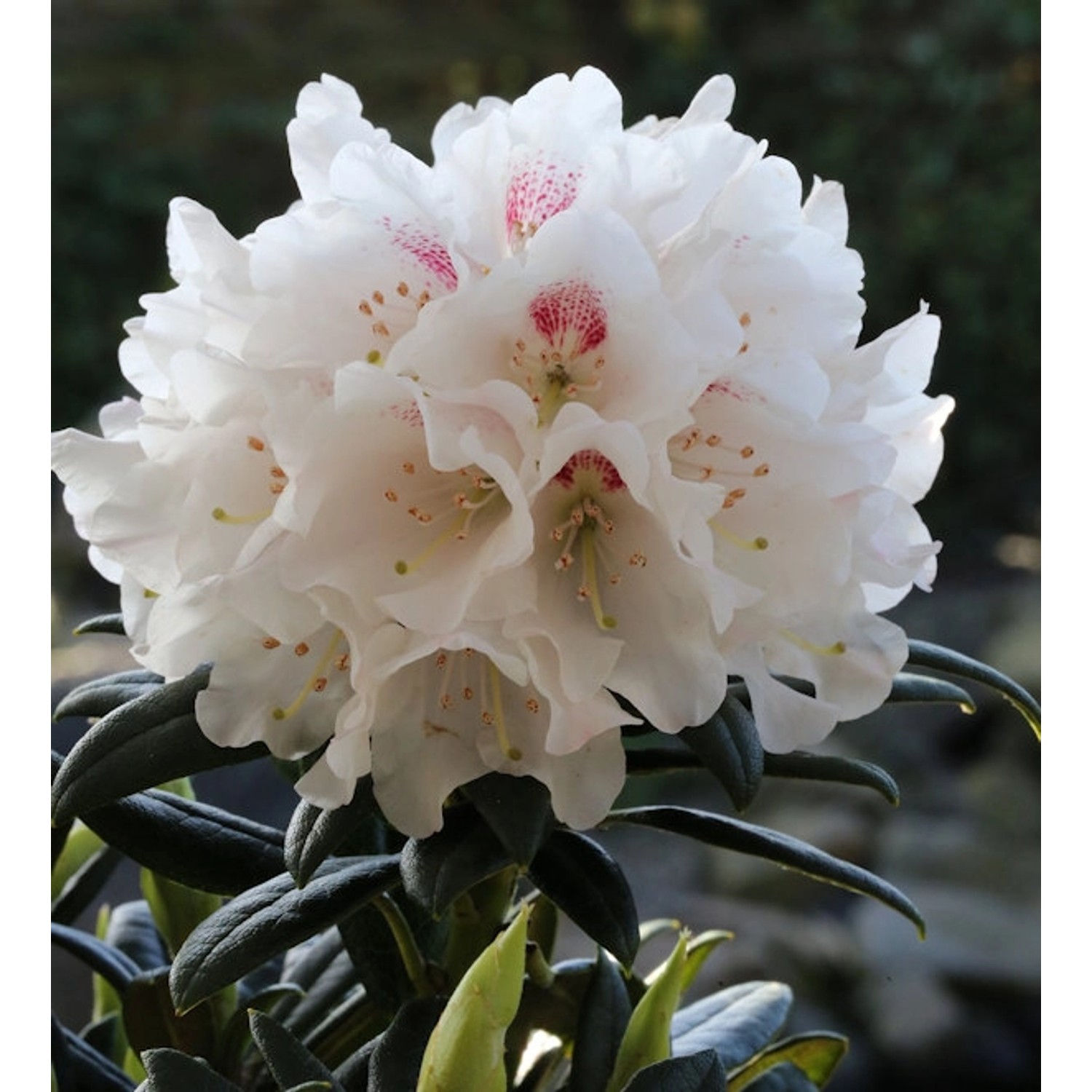 Wildart Rhododendron Blewbury 25-30cm - Rhododendron roxieanum günstig online kaufen