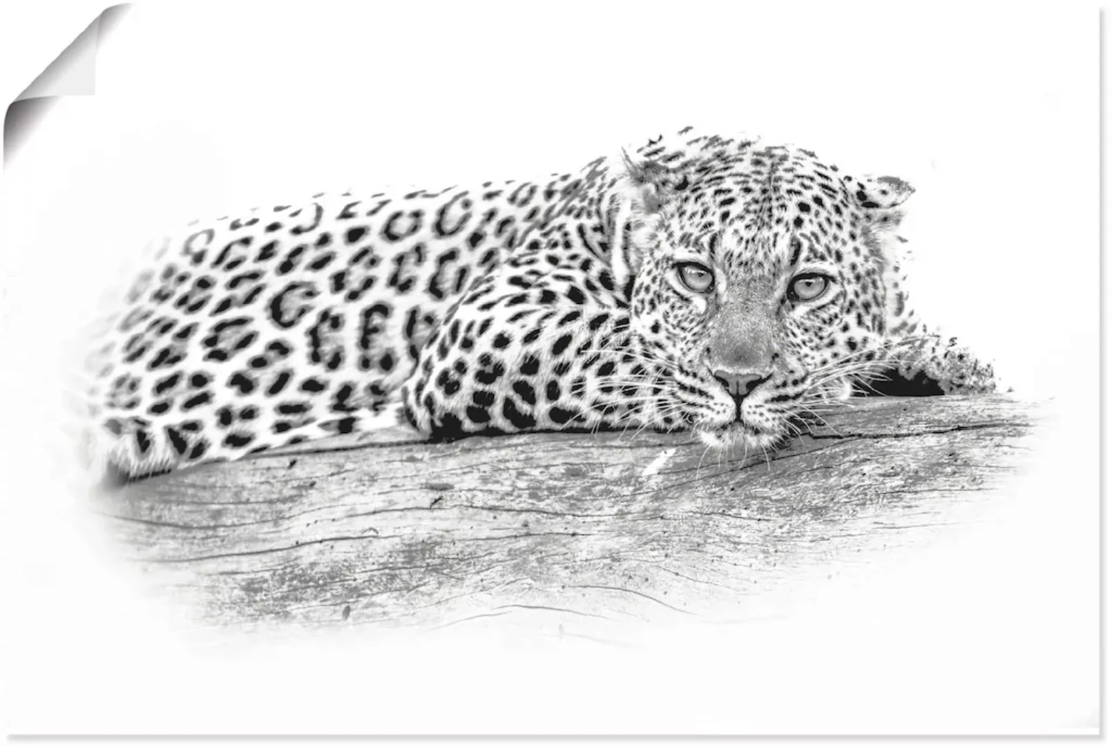 Artland Wandbild "Leopard High Key Optik", Wildtiere, (1 St.), als Alubild, günstig online kaufen