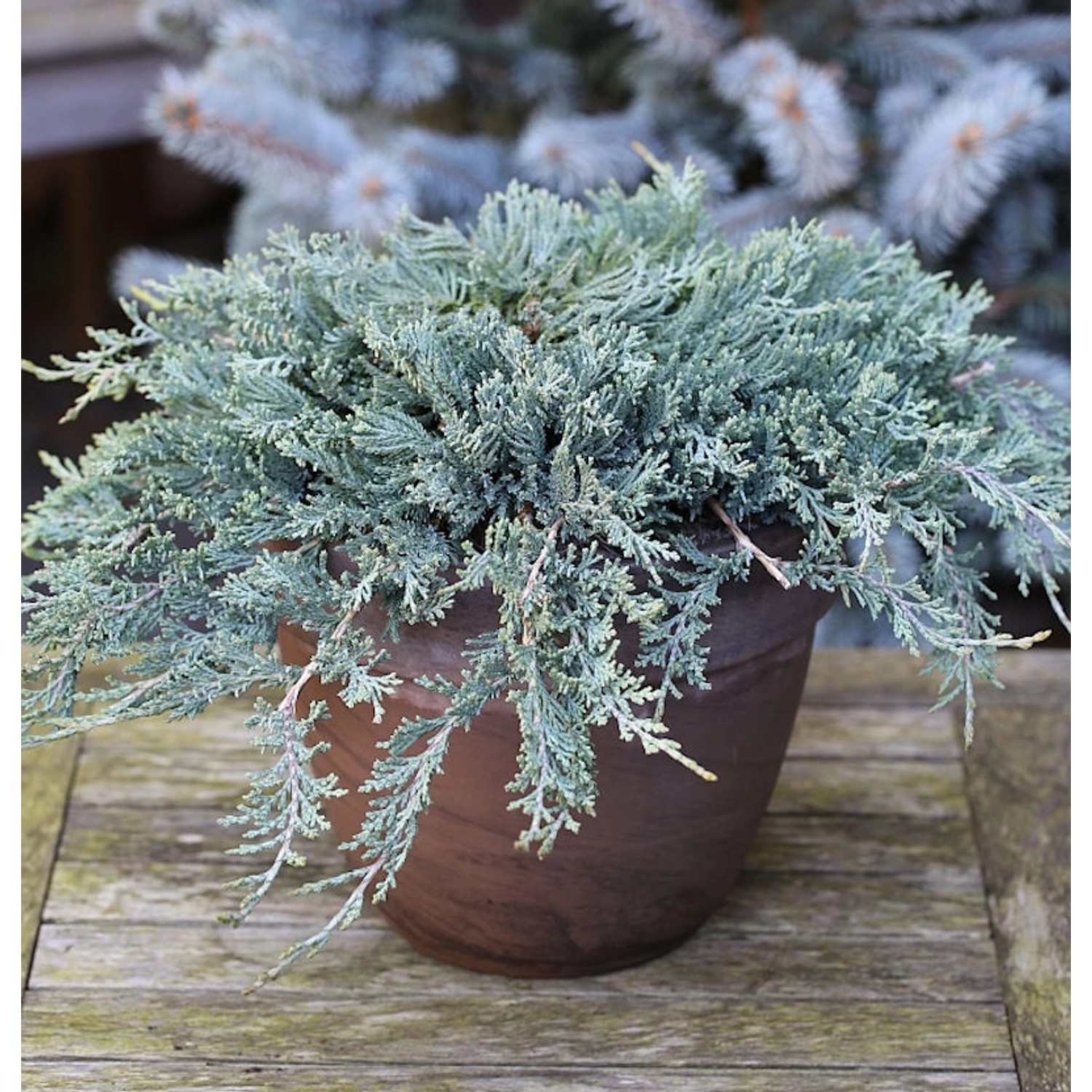 Blauer Kriechwacholder 15-20cm - Juniperus horizontalis günstig online kaufen