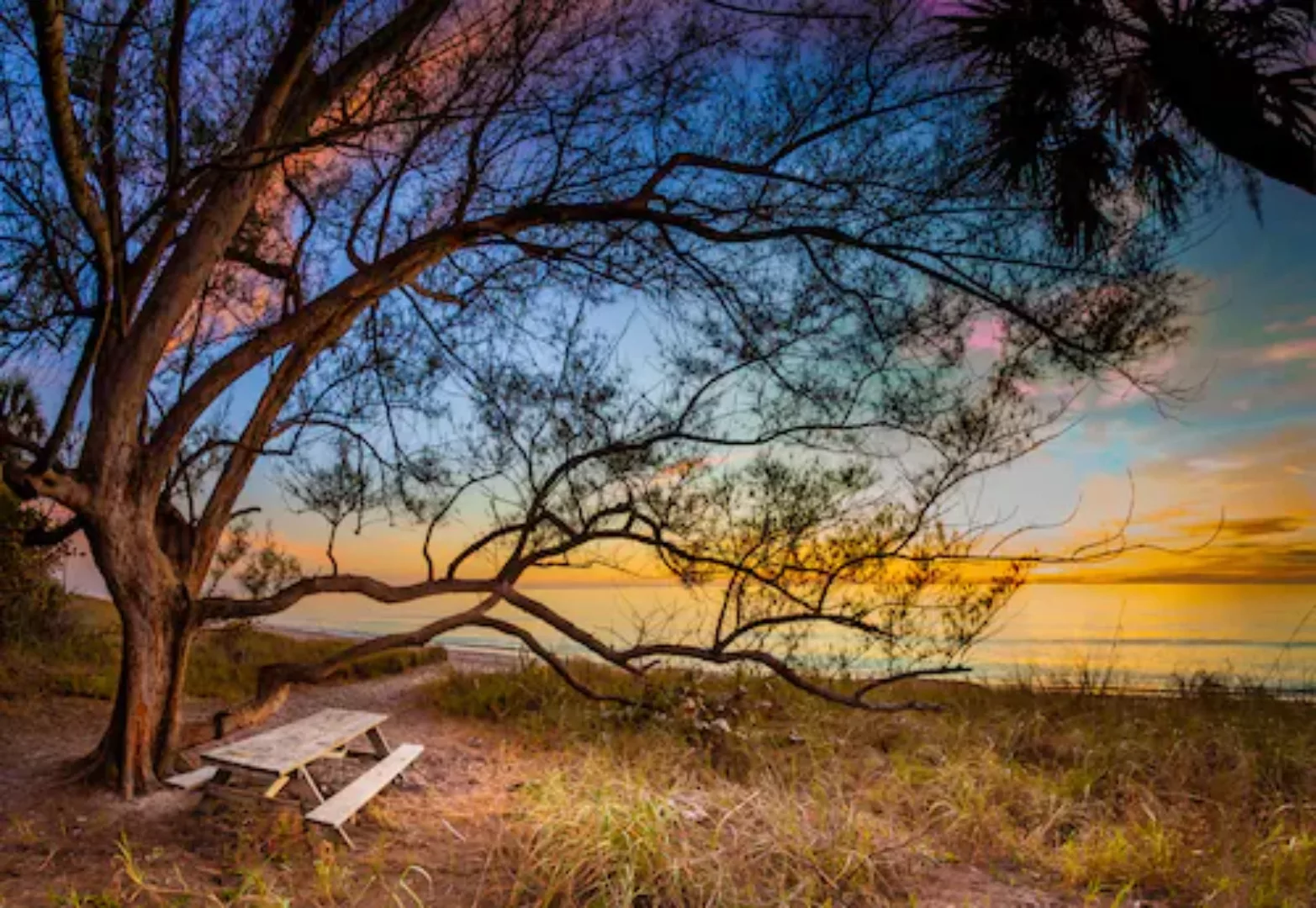 Papermoon Fototapete »BAUM AM STRAND-MEER OZEAN BLUMEN SONNE WIESE FLORIDA« günstig online kaufen