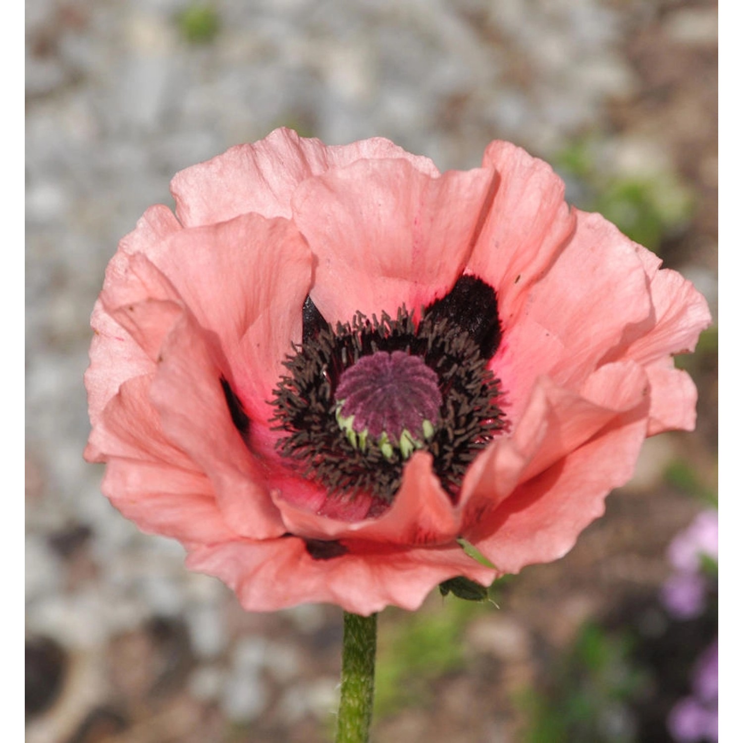 Türkischer Mohn Wunderkind - Papaver orientale günstig online kaufen