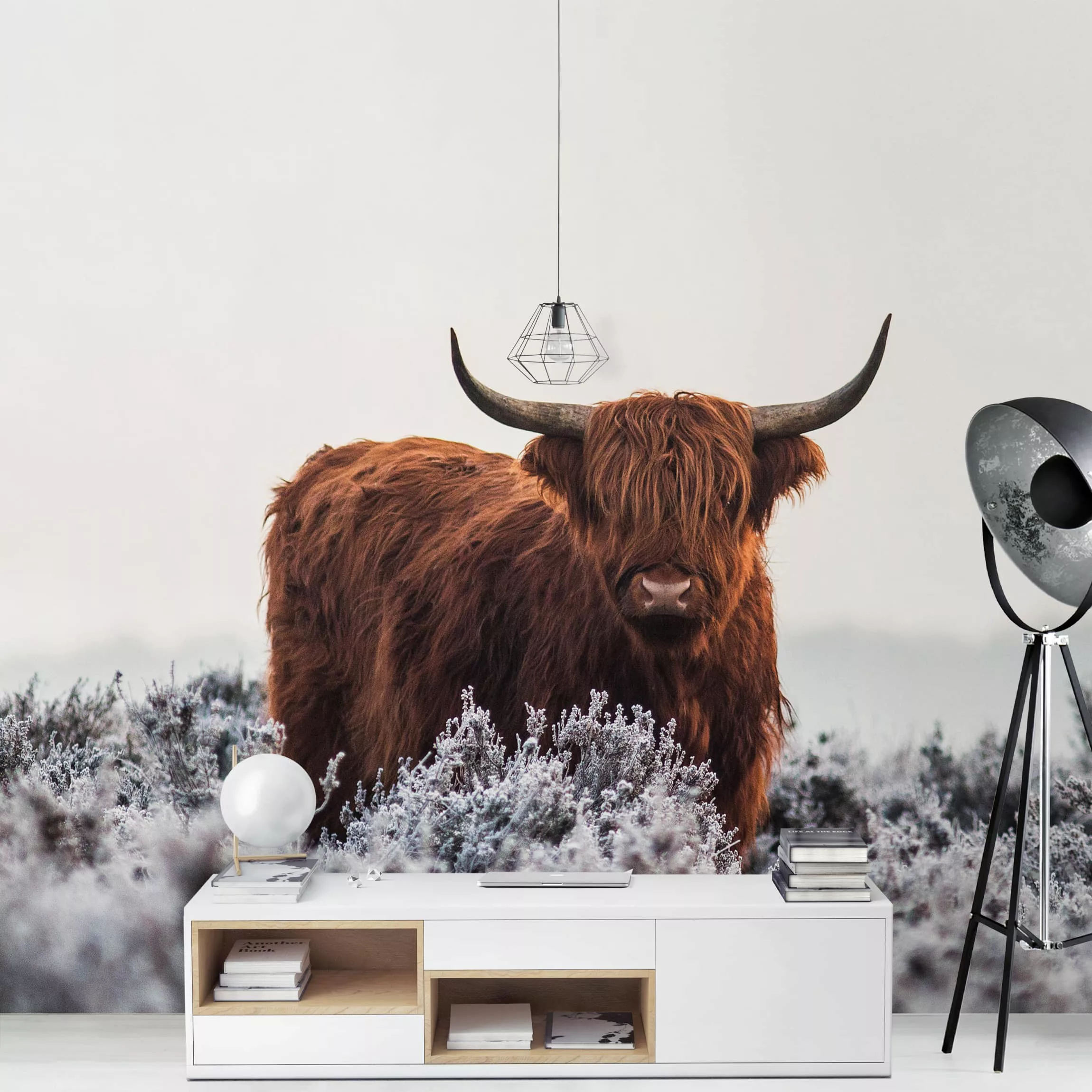 Fototapete Bison in den Highlands günstig online kaufen