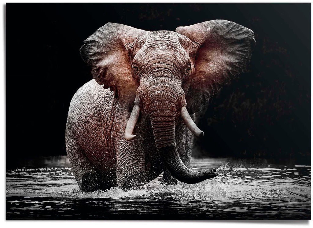 Reinders Poster "Elefant" günstig online kaufen