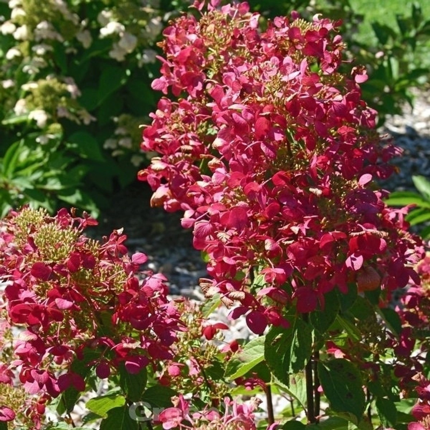 Hochstamm Rispenhortensie Magical Vesuvio 60-80cm - Hydrangea paniculata günstig online kaufen