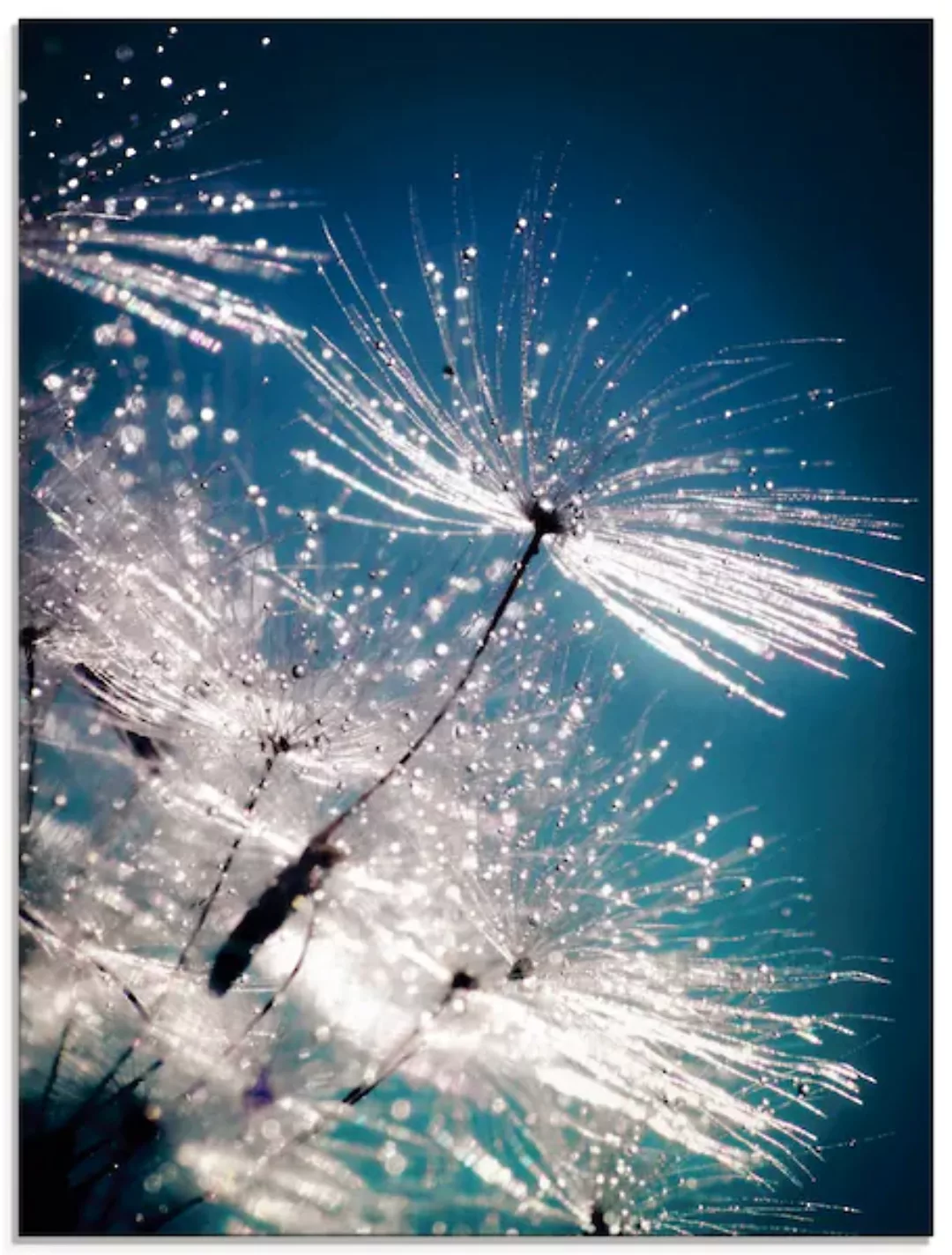 Artland Glasbild "Pusteblume Kristallschirmchen", Blumen, (1 St.), in versc günstig online kaufen