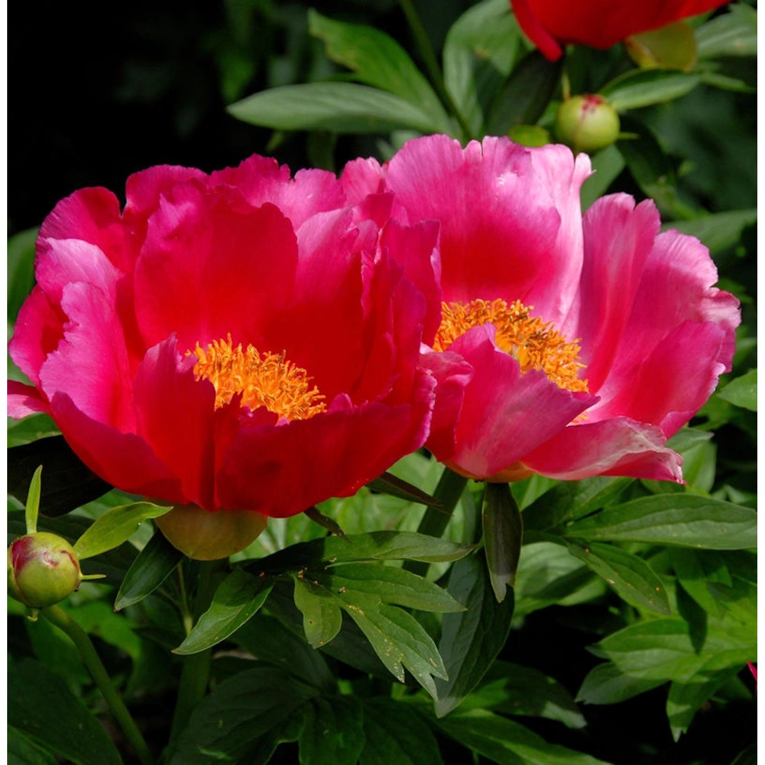 Edel Pfingstrose Scarlet O Hara - Paeonia cultorum günstig online kaufen