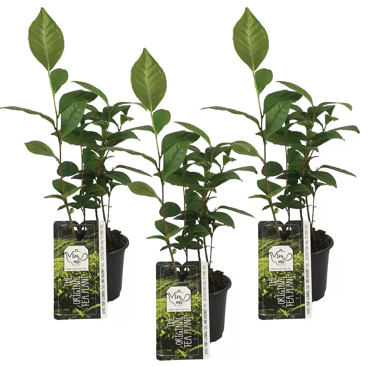 Casa Caron | 3er-Set Camellia Sinensis günstig online kaufen