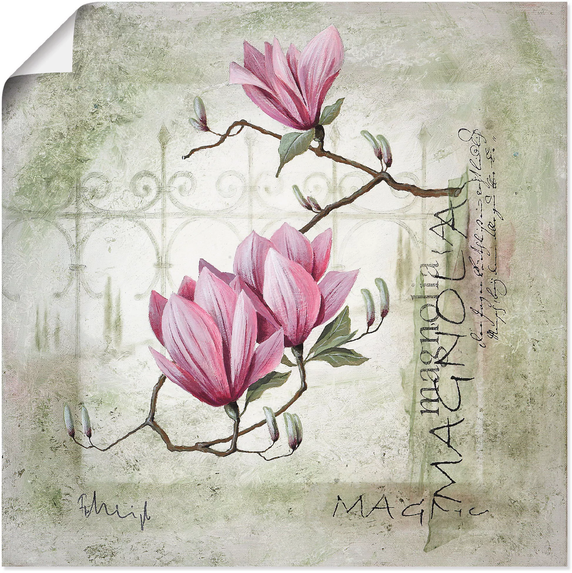 Artland Wandbild "Pinke Magnolie", Blumen, (1 St.), als Leinwandbild, Poste günstig online kaufen