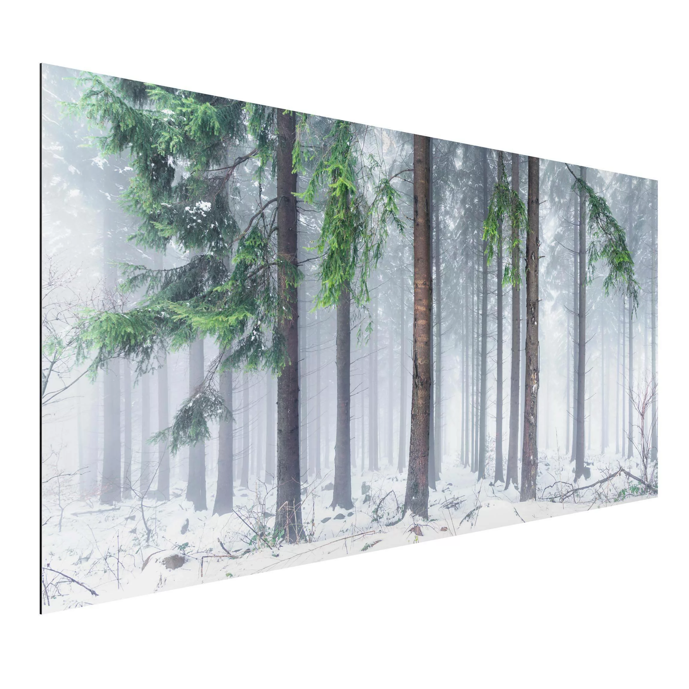 Alu-Dibond Bild Nadelbäume im Winter günstig online kaufen