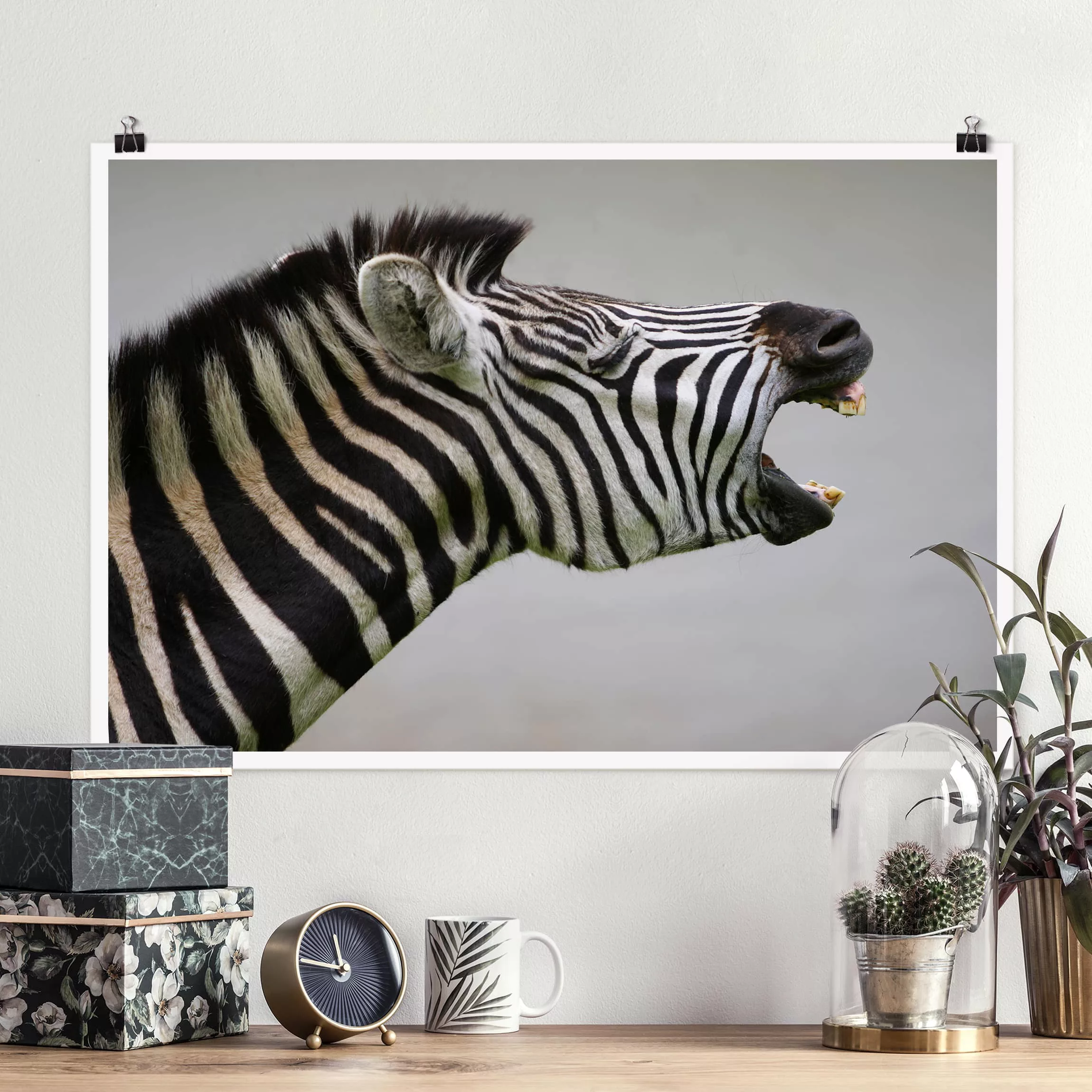 Poster Tiere - Querformat Brüllendes Zebra günstig online kaufen