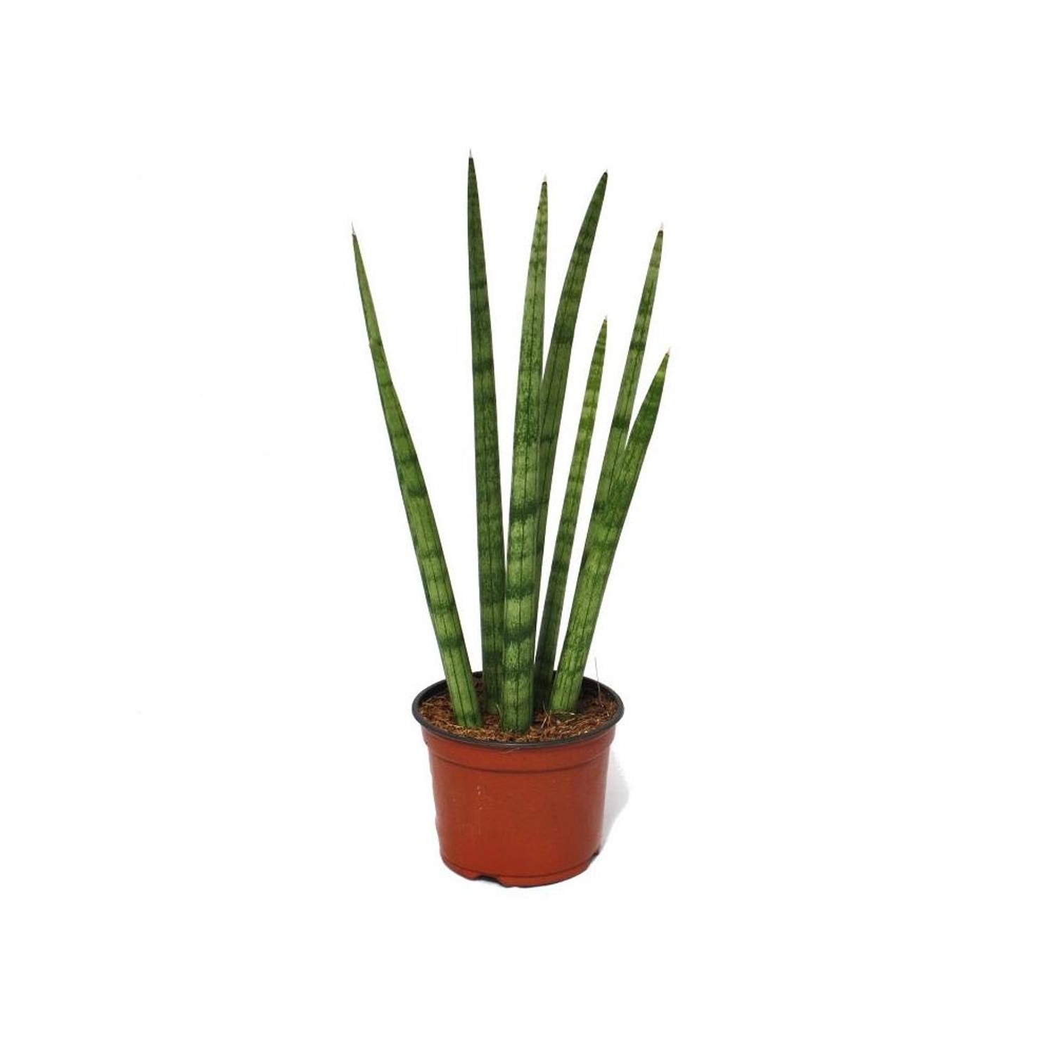 Exotenherz Sansevieria Cylindrica Stylische Pflanze im 10,5cm Topf günstig online kaufen