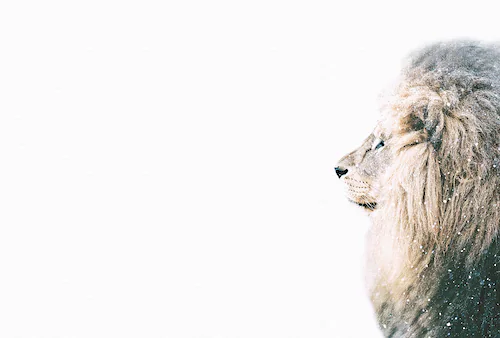 living walls Fototapete »ARTist Lion in Snow«, Vlies, Wand, Schräge günstig online kaufen