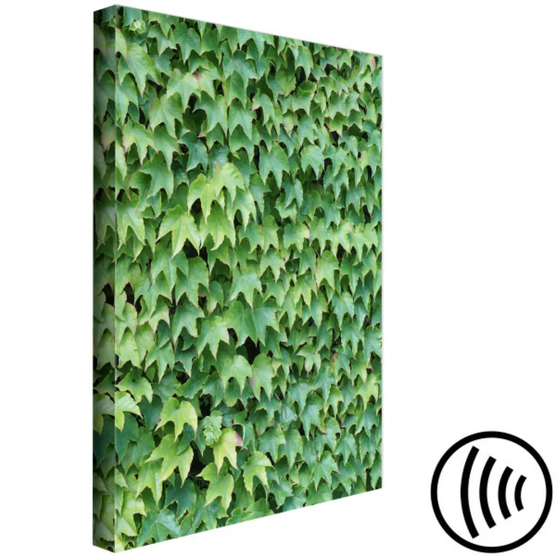 Wandbild Vertikaler Garten - Fotografie einer Wand mit grünen Efeublättern günstig online kaufen
