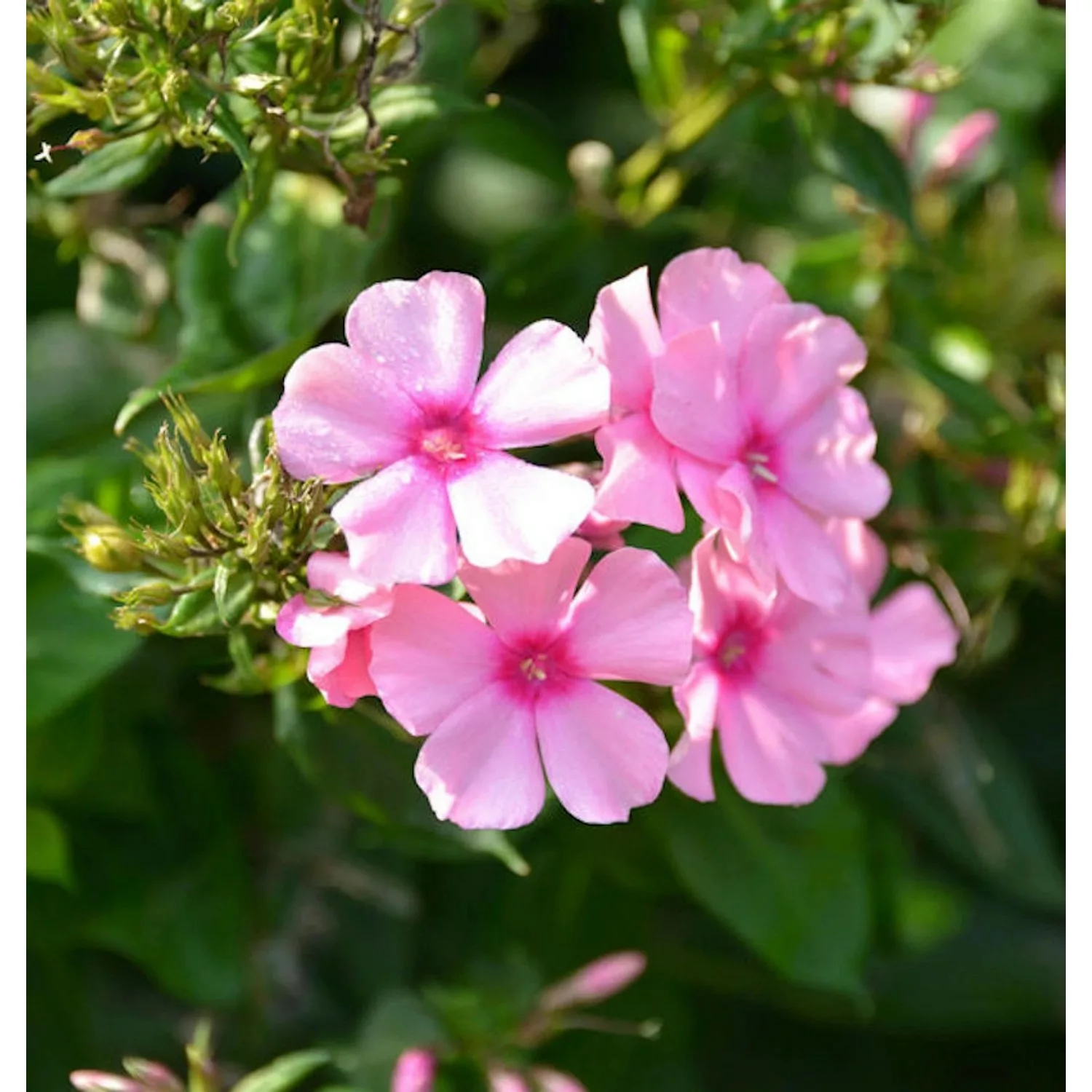 Hohe Flammenblume Sommerfreude - Phlox paniculata günstig online kaufen