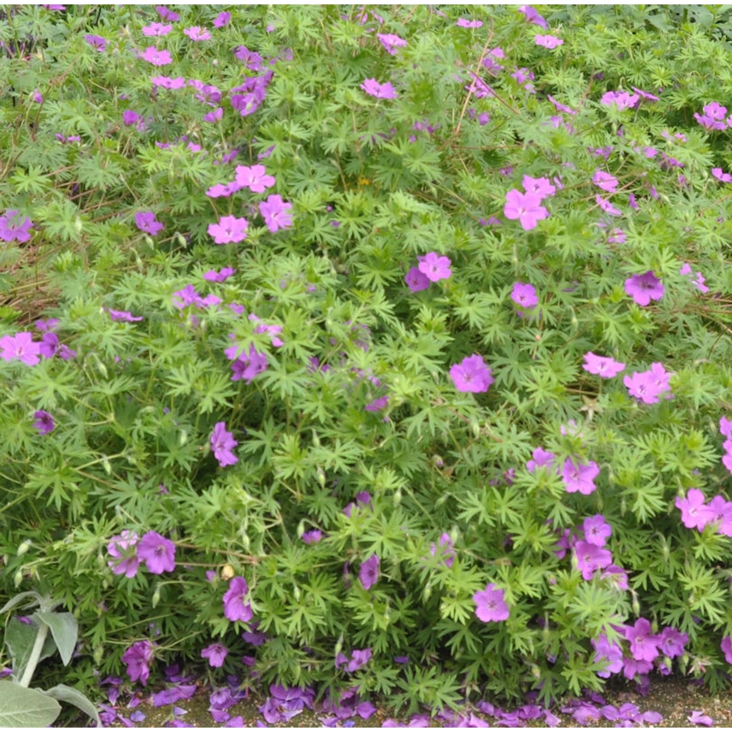 Storchenschnabel Inverness - Geranium sanguineum günstig online kaufen