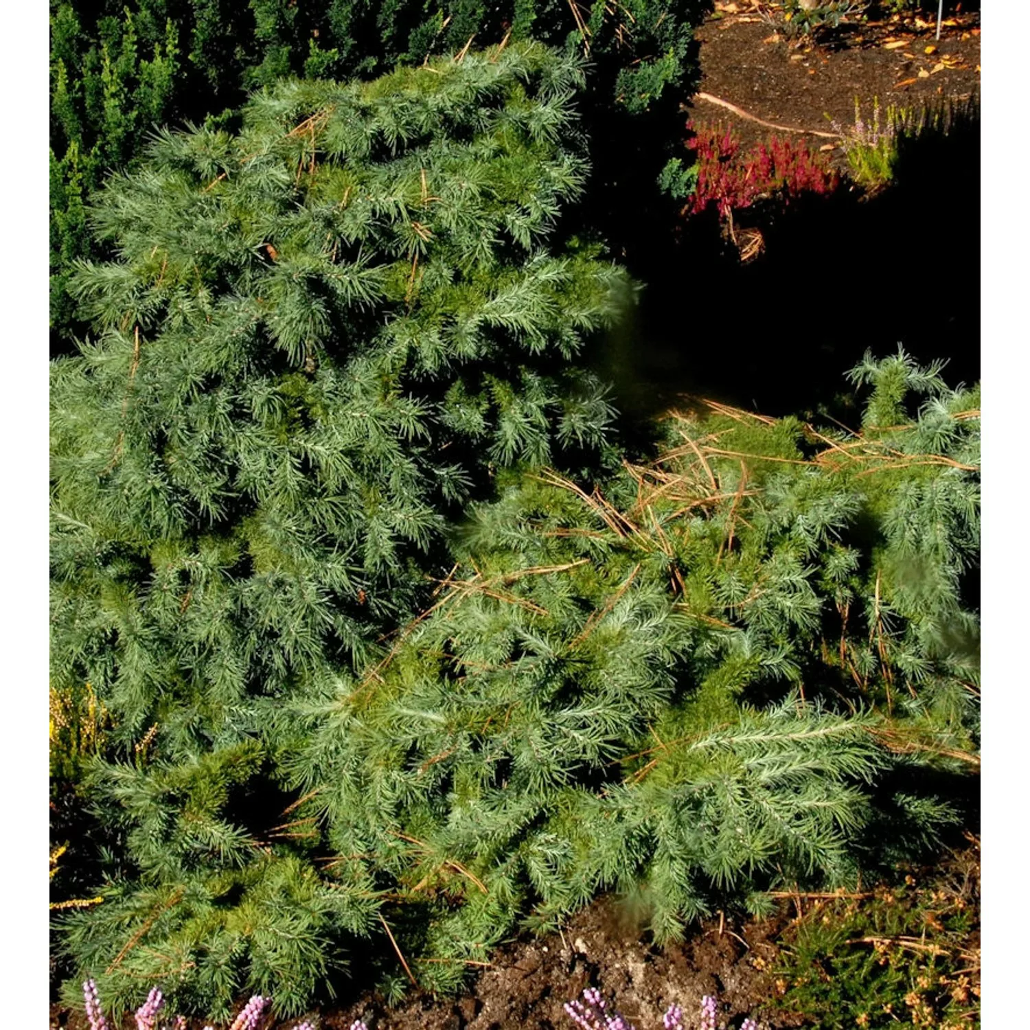 Japanische Lärche Blue Dwarf 40-50cm - Larix kaempferi günstig online kaufen