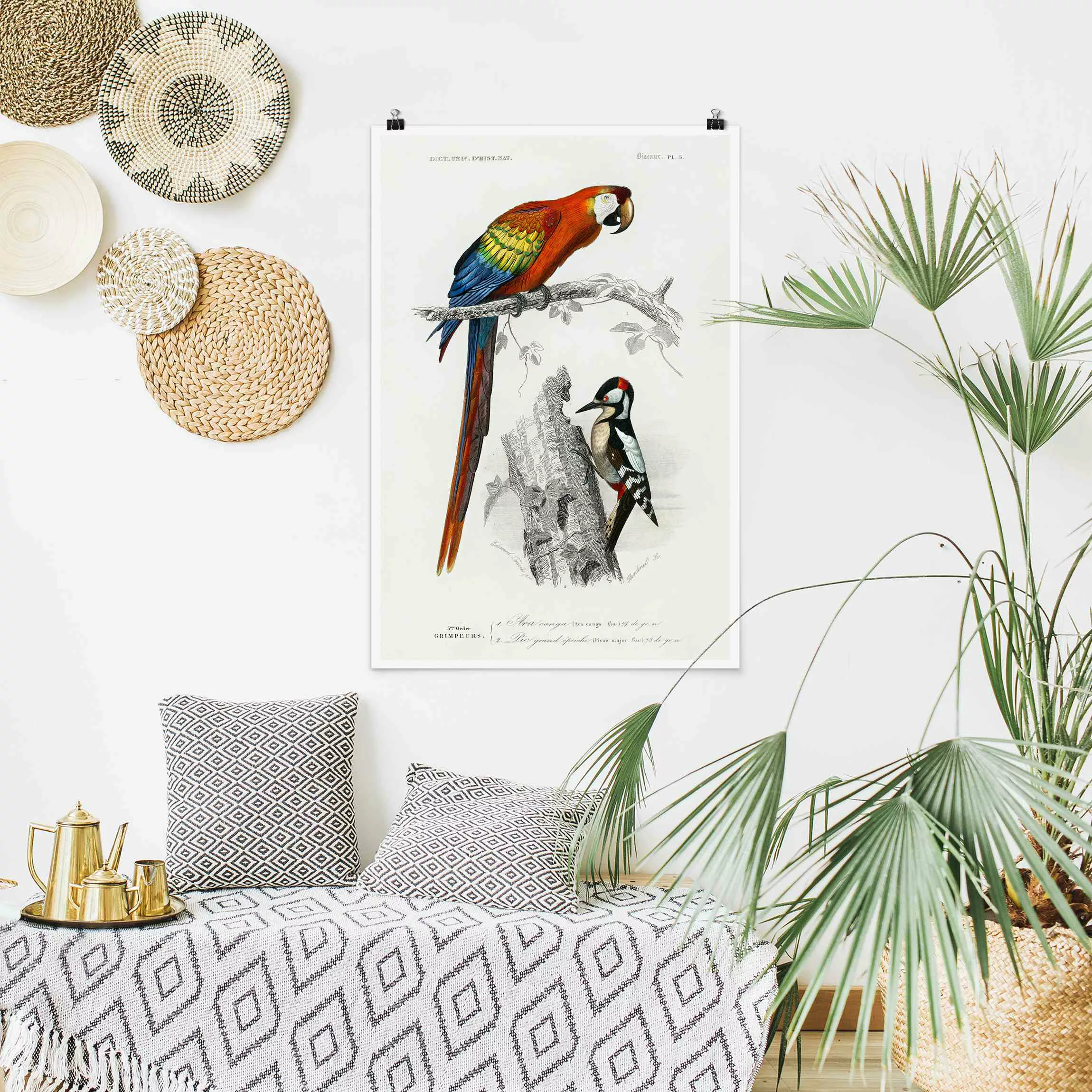 Poster Vintage Lehrtafel Papagei Rot Blau günstig online kaufen