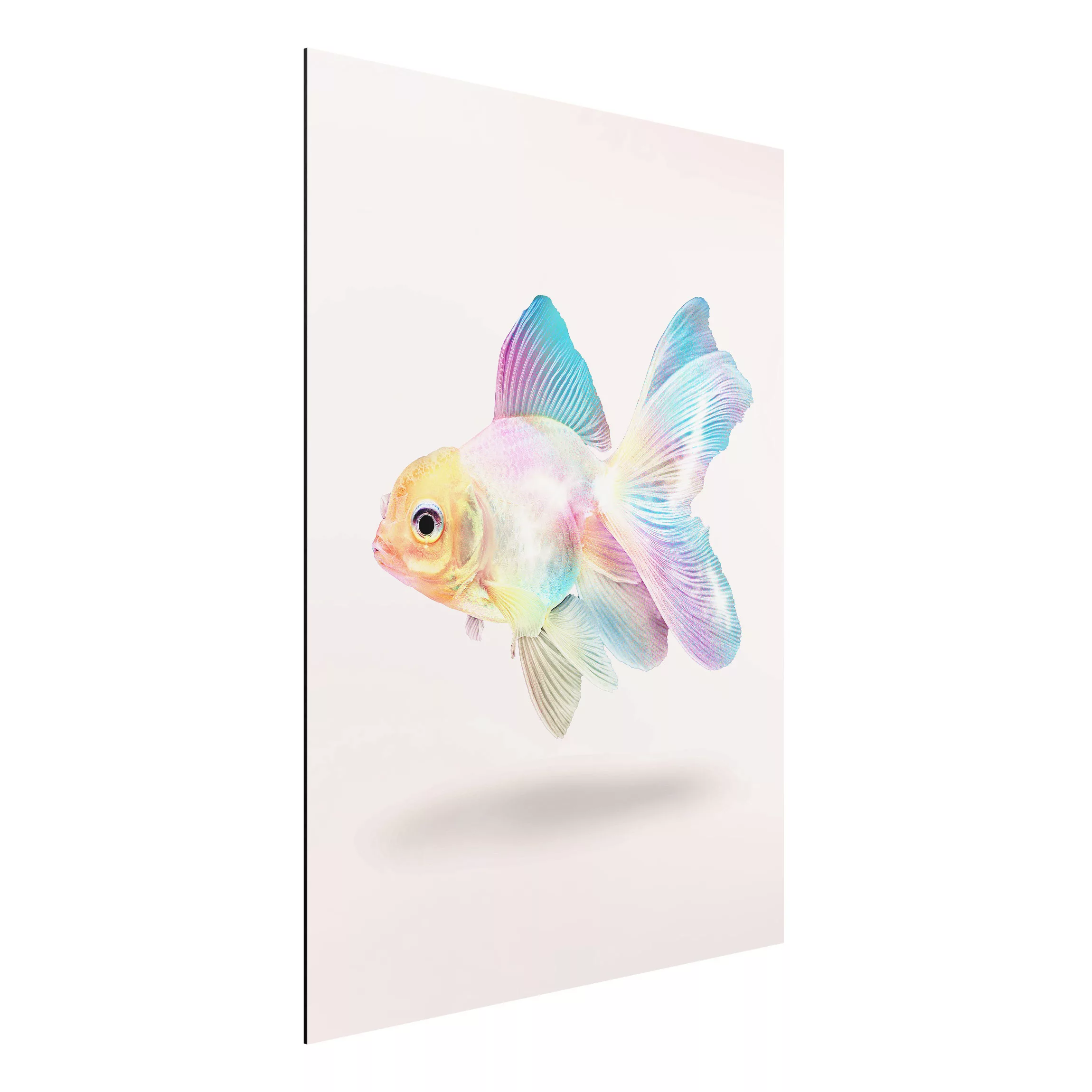 Alu-Dibond Bild Kunstdruck - Hochformat 3:4 Fisch in Pastell günstig online kaufen