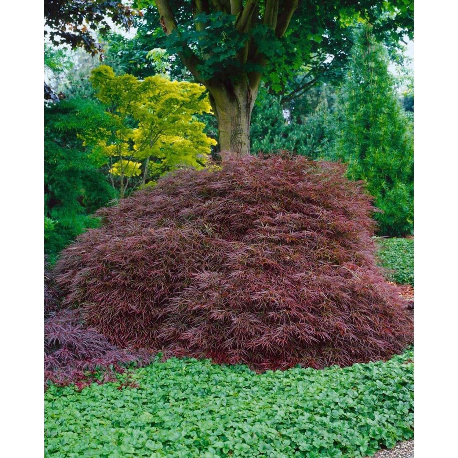 Acer Palmatum Ornatum Japanischer Ahorn Rotlaubig 60–70 cm günstig online kaufen