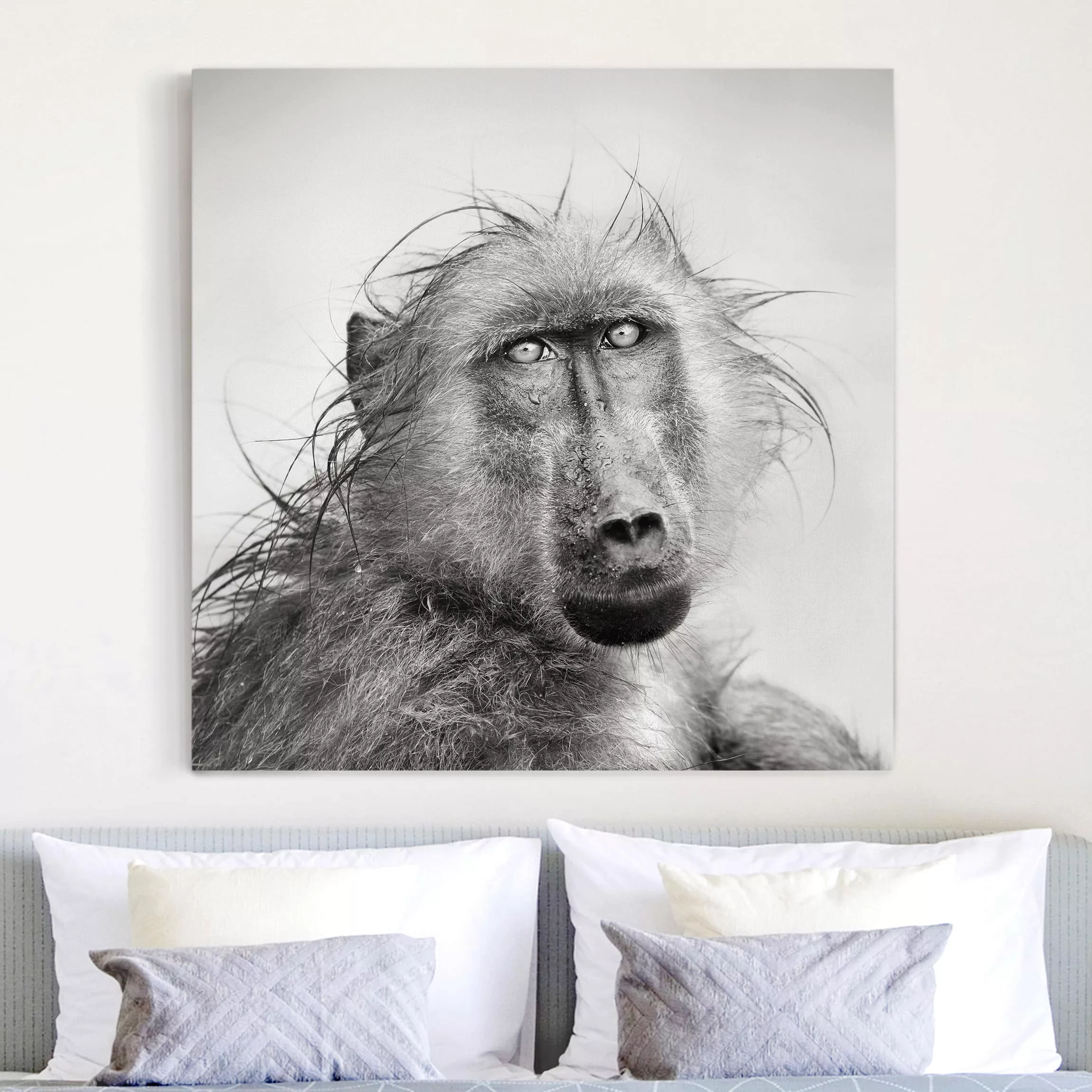 Leinwandbild Tiere - Quadrat Crying Baboon günstig online kaufen