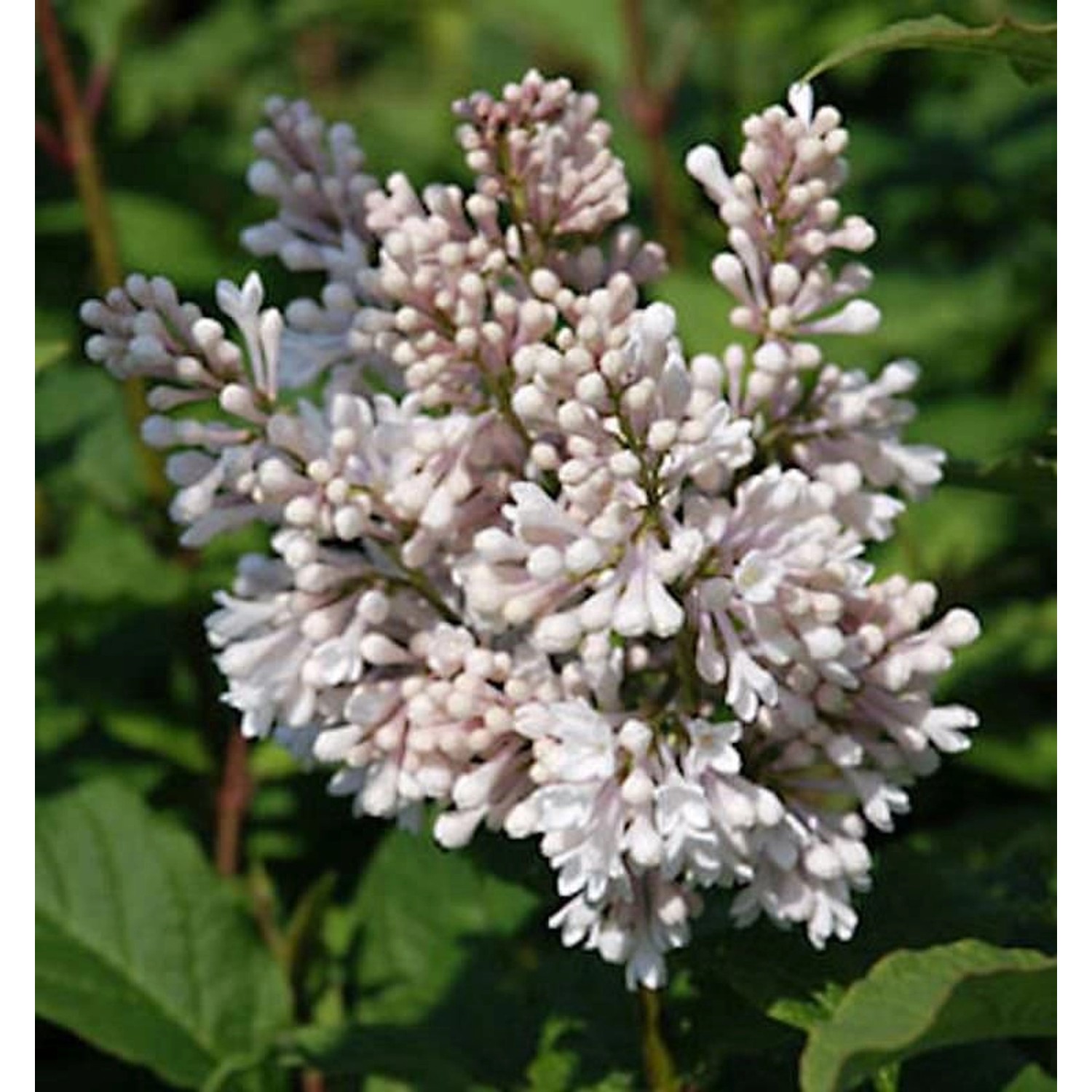 Edelflieder Miss USA - Kircher-Collection 125-150cm - Syringa hyacinthiflor günstig online kaufen