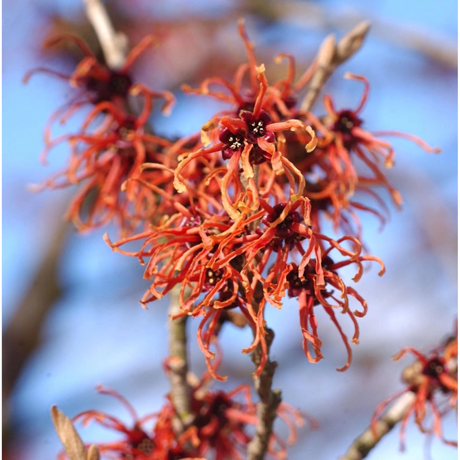 Orange Zaubernuß Jelena 30-40cm - Hamamelis intermedia günstig online kaufen