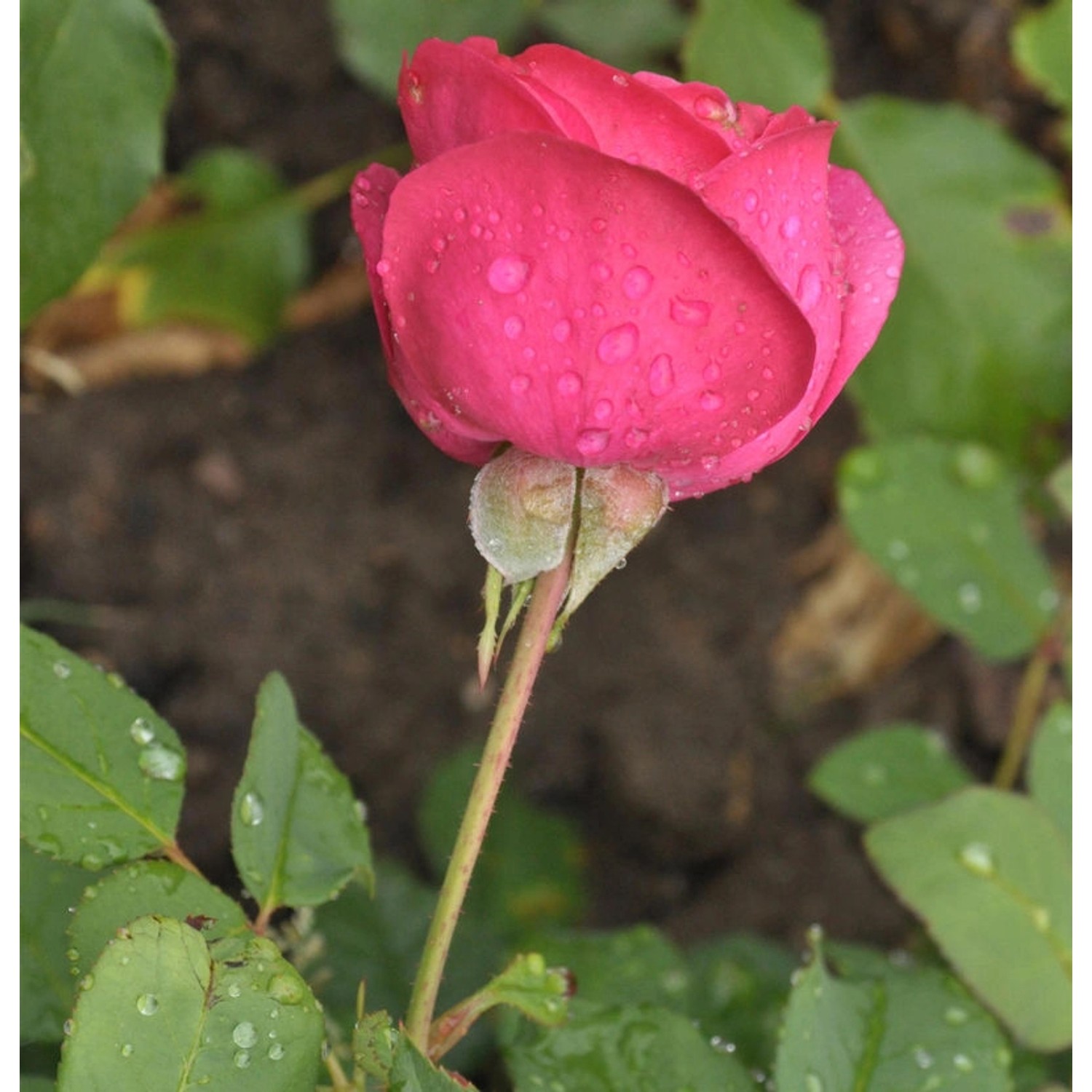 Floribundarose Planten un Blomen 30-60cm günstig online kaufen