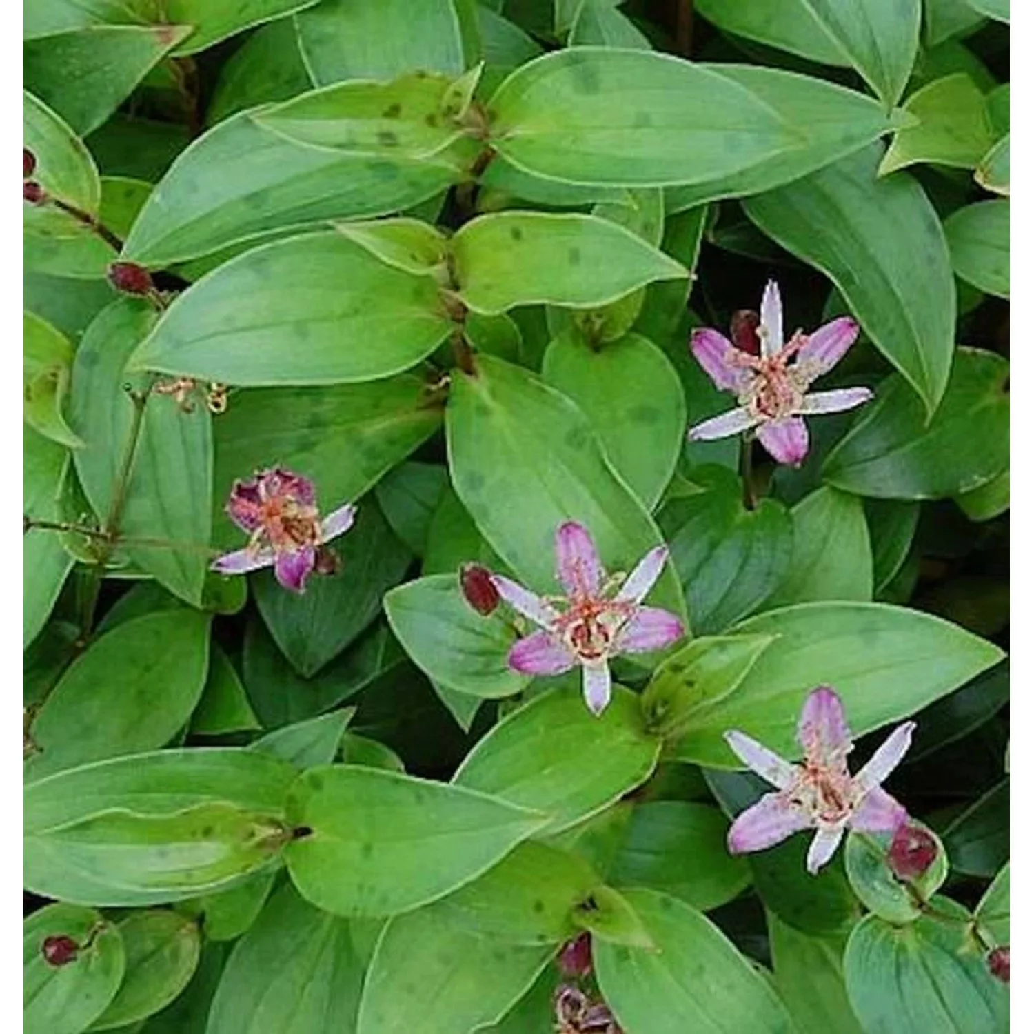 Krötenlilie Taiwan Adbane - Tricyrtis hirta günstig online kaufen