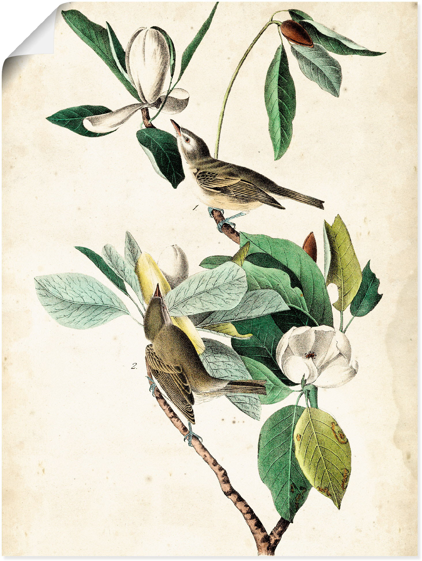 Artland Poster "Sängervireo", Vögel, (1 St.), als Alubild, Leinwandbild, Wa günstig online kaufen