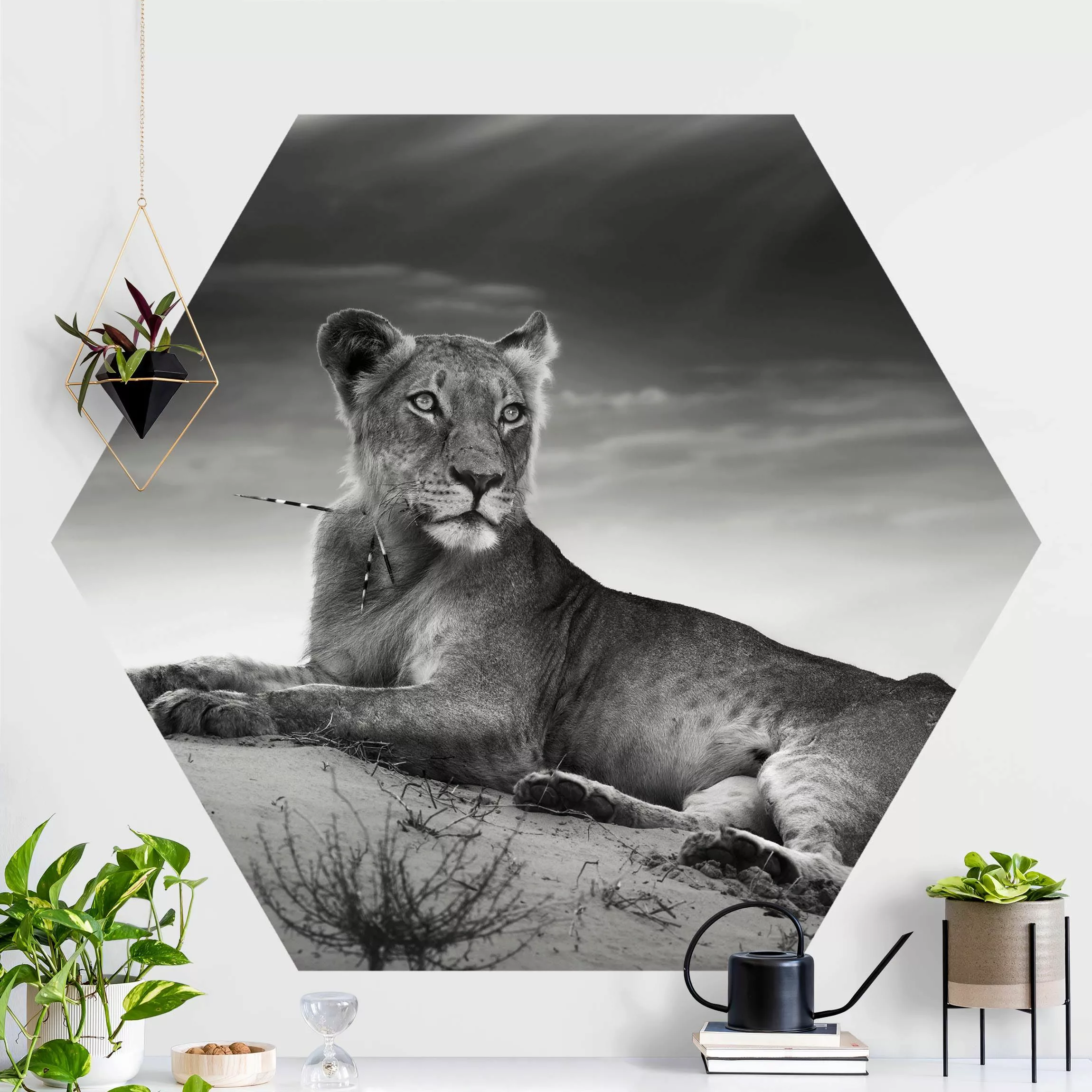 Hexagon Fototapete selbstklebend Resting Lion günstig online kaufen