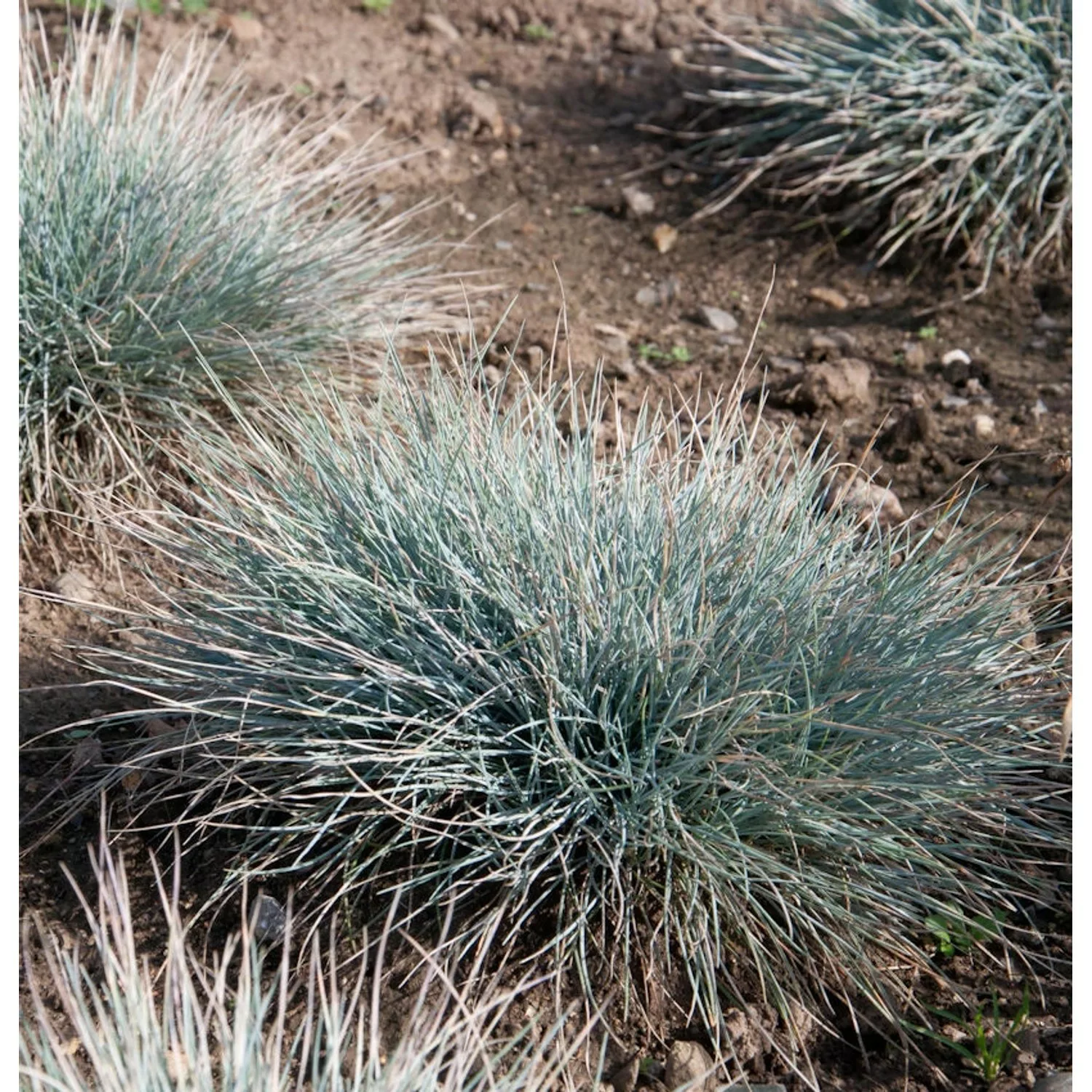 Blauschwingel Azurit - großer Topf - Festuca cinerea günstig online kaufen