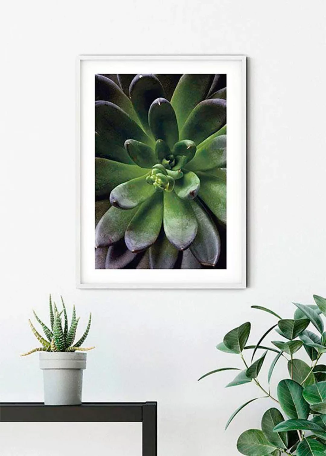 Komar Poster "Succulent Single", Pflanzen-Blätter, (1 St.), Kinderzimmer, S günstig online kaufen