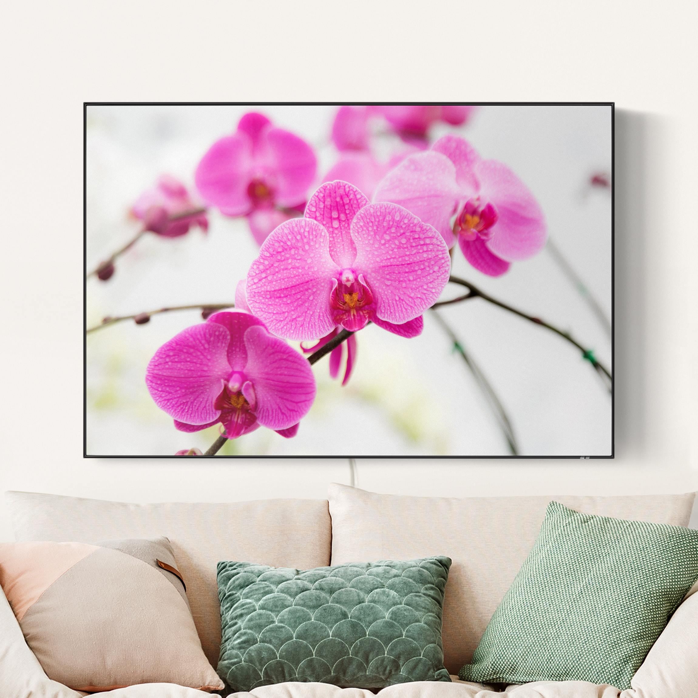 LED-Wechselbild Nahaufnahme Orchidee günstig online kaufen