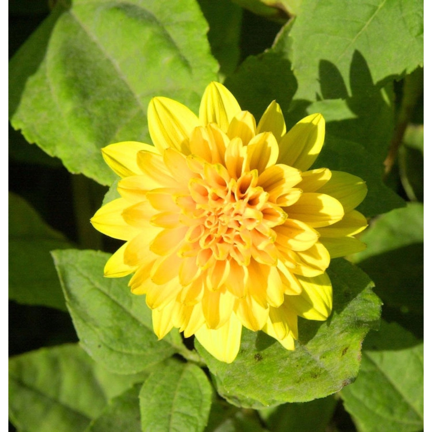 Sonnenblume Loddon Gold - Helianthus decapetalus günstig online kaufen