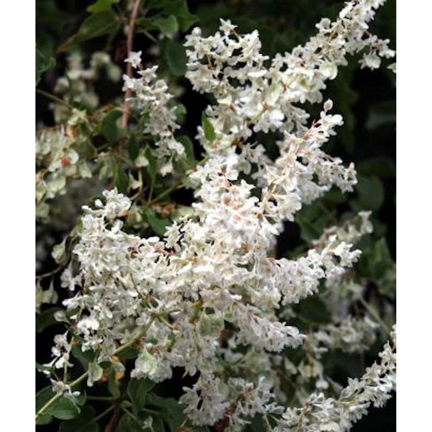 Schlingknöterich 80-100cm - Polygonum aubertii günstig online kaufen