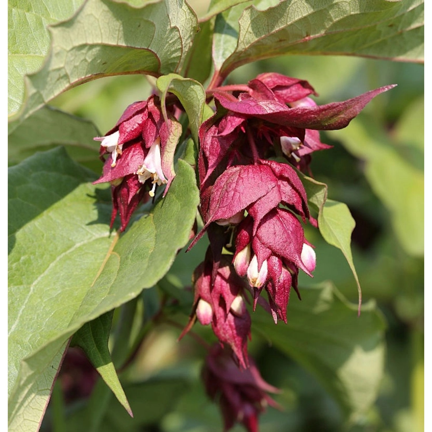 Karamellstrauch Purple Rain 80-100cm - Leycesteria formosa günstig online kaufen