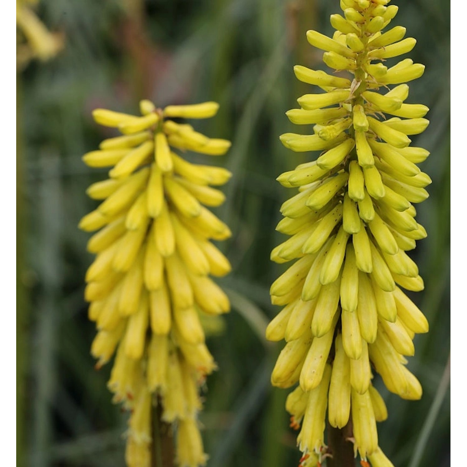 Fackellilie Lemon Popsicle - Kniphofia uvaria günstig online kaufen