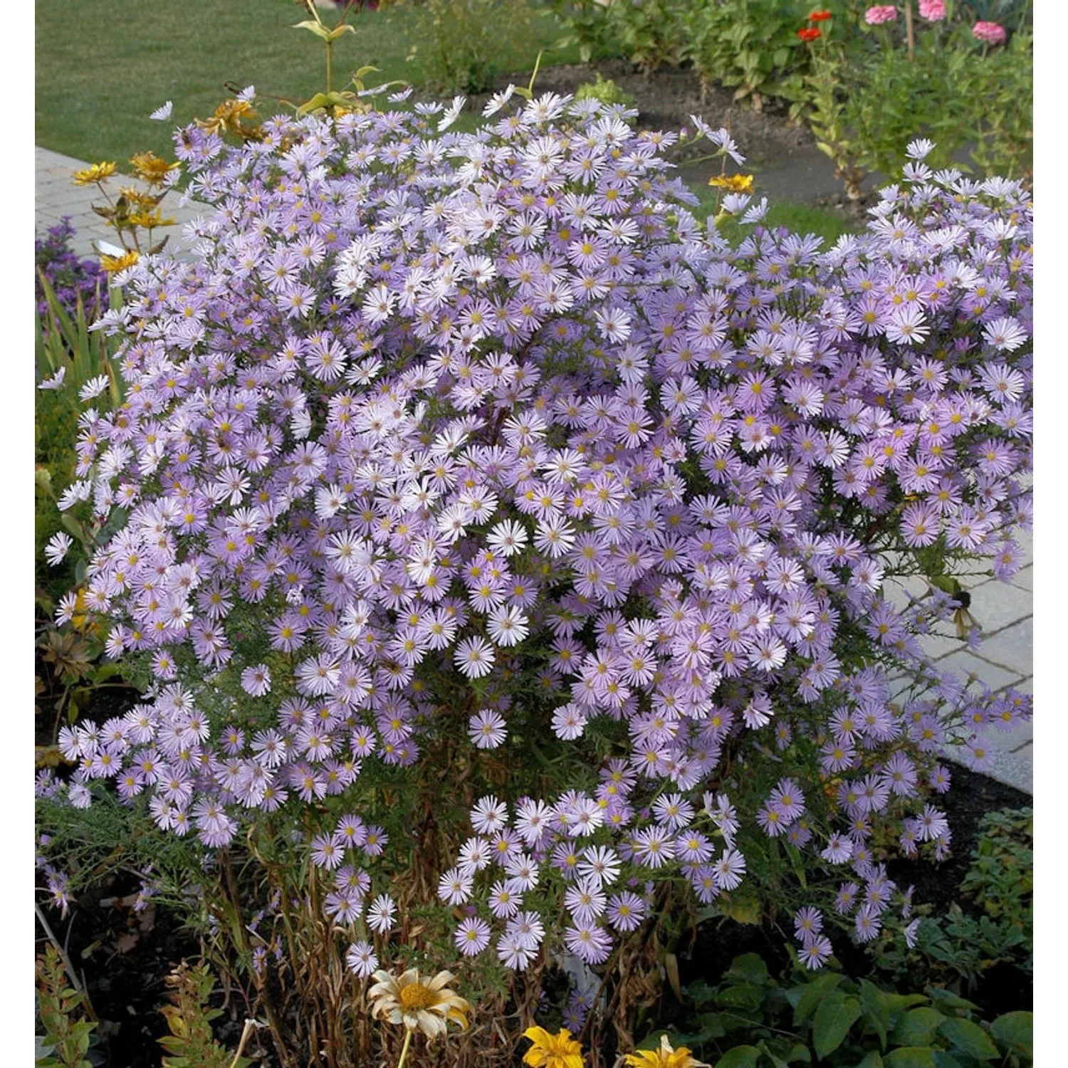 Myrtenaster Blue Star - Aster ericoides günstig online kaufen