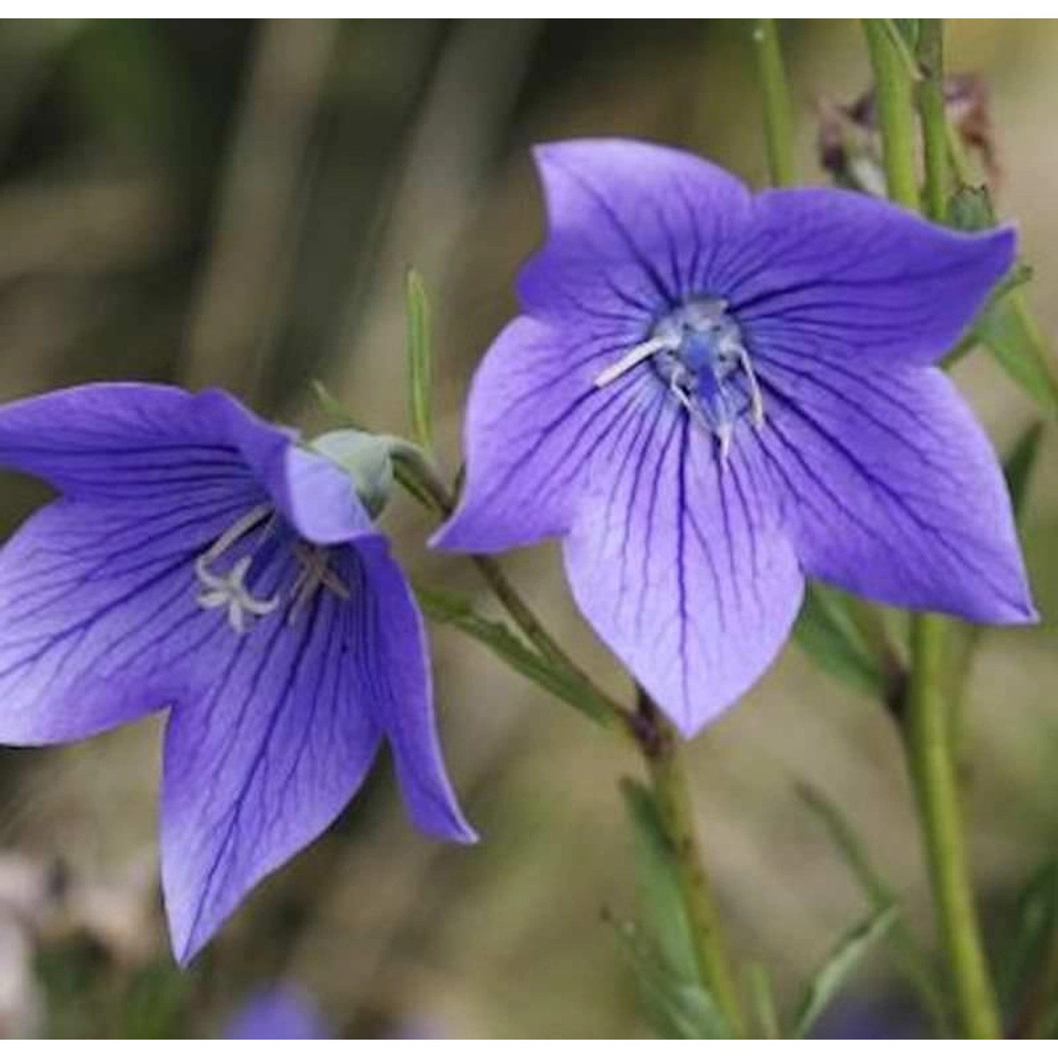 Ballonblume Fuji Blue - Platycodon grandiflorus günstig online kaufen