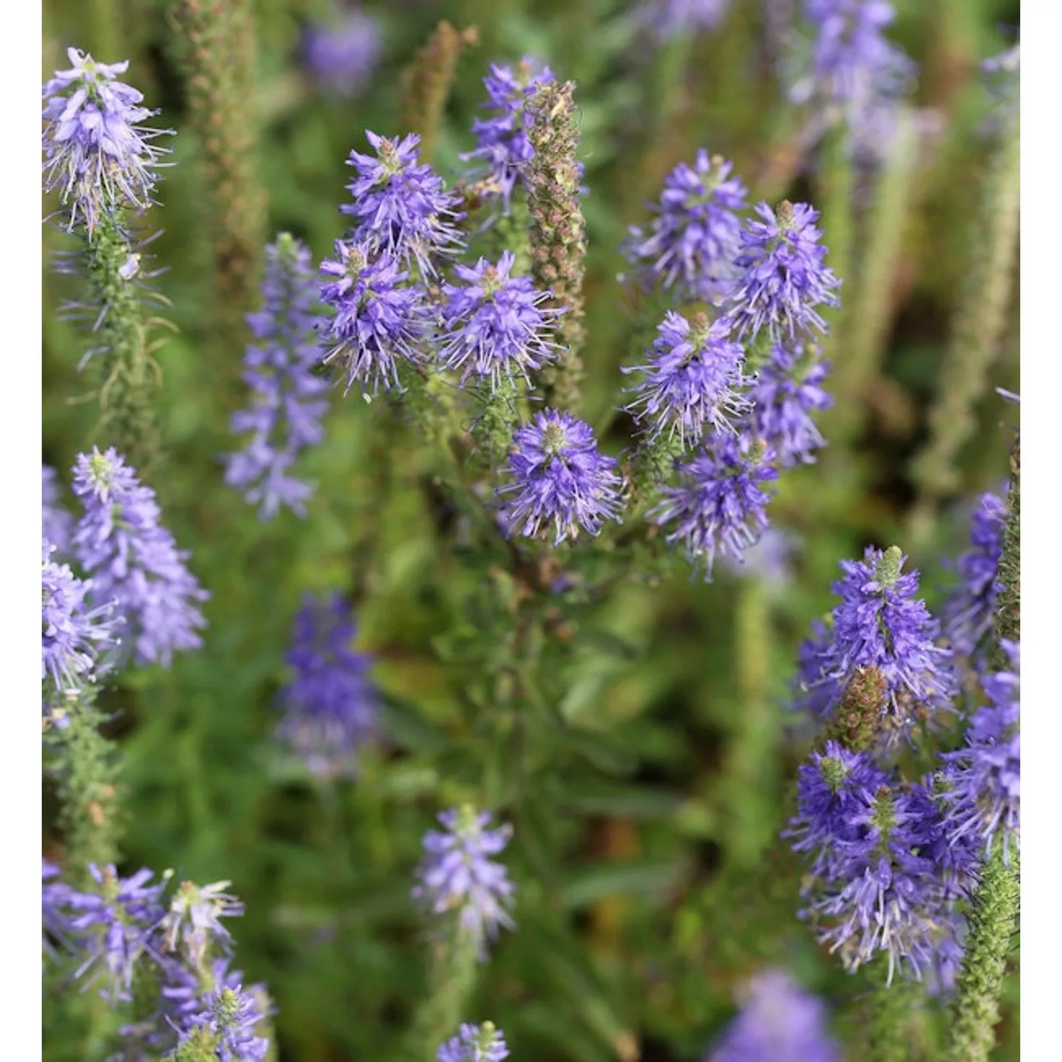 Polsterveronika Blaufuchs - Veronica spicata günstig online kaufen