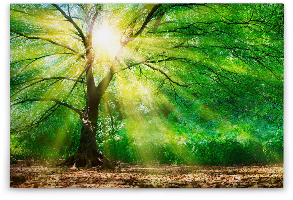 A.S. Création Leinwandbild "Forest Light", Kunst-Wald-Kinder, (1 St.), Sonn günstig online kaufen